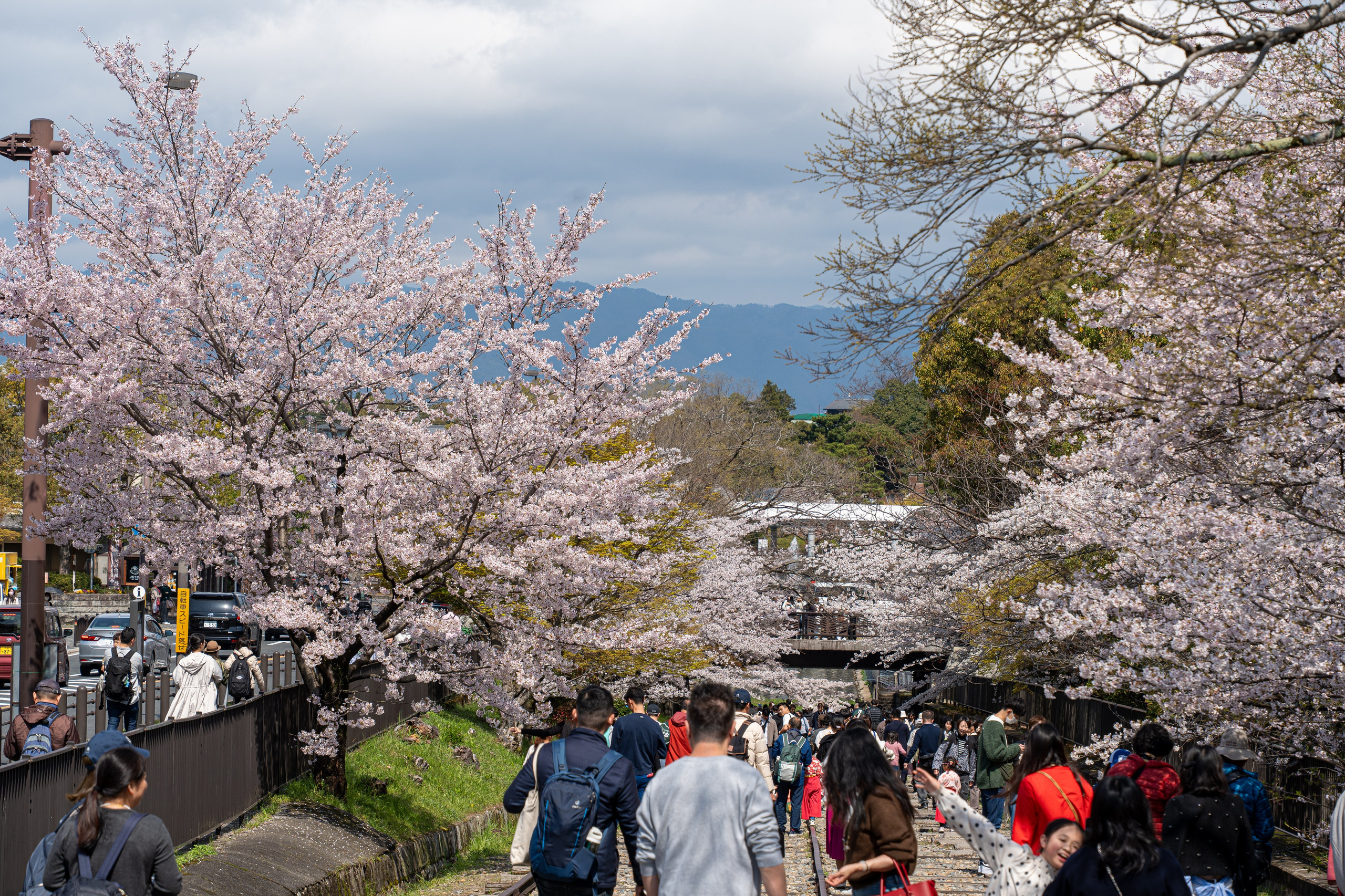 Япония, сакура. Творческие сьемки