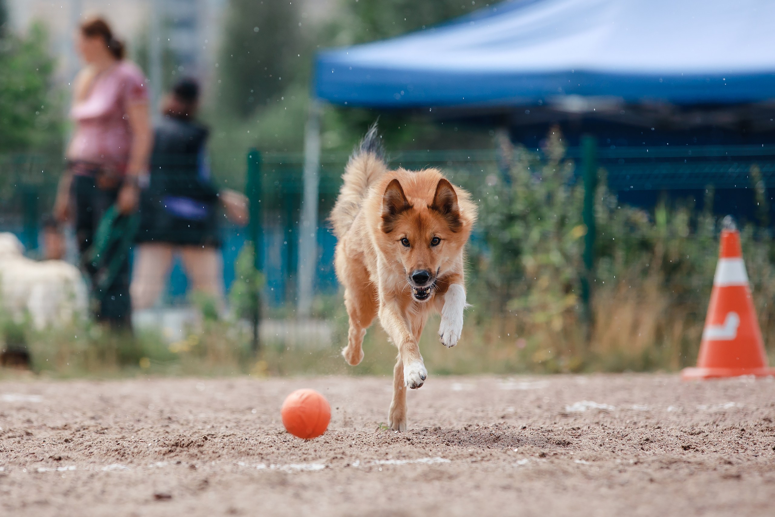 Питч&Гоу + веселые старты. Фотограф-анималист Mary Mart — Москва, Питер