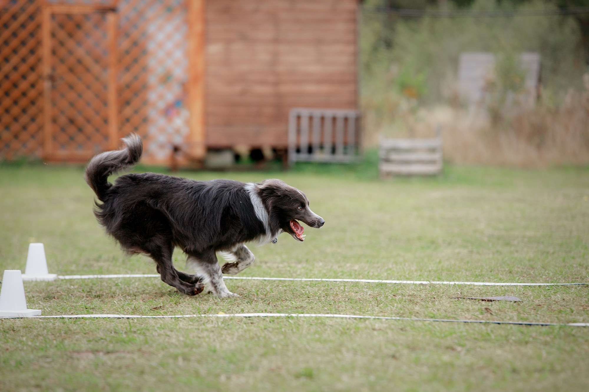 Лагерь по ОБД с Инной Баженовой. Фотограф-анималист Mary Mart — Москва, Питер
