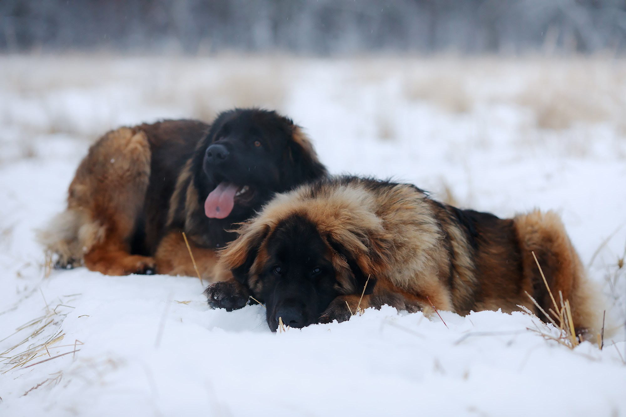 Леоненбергеры. Фотограф-анималист Mary Mart — Москва, Питер