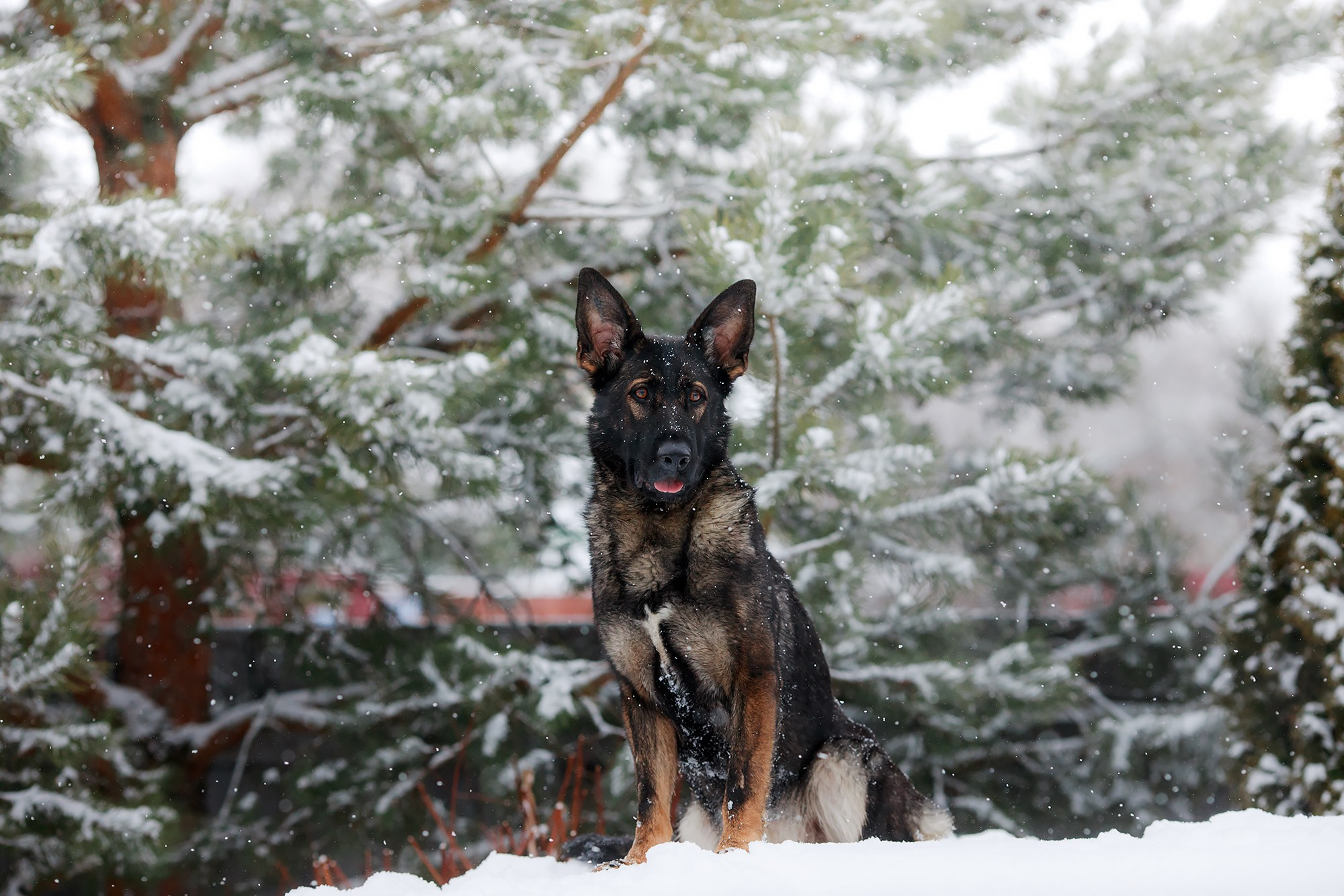 Зимние портреты. Фотограф-анималист Mary Mart — Москва, Питер