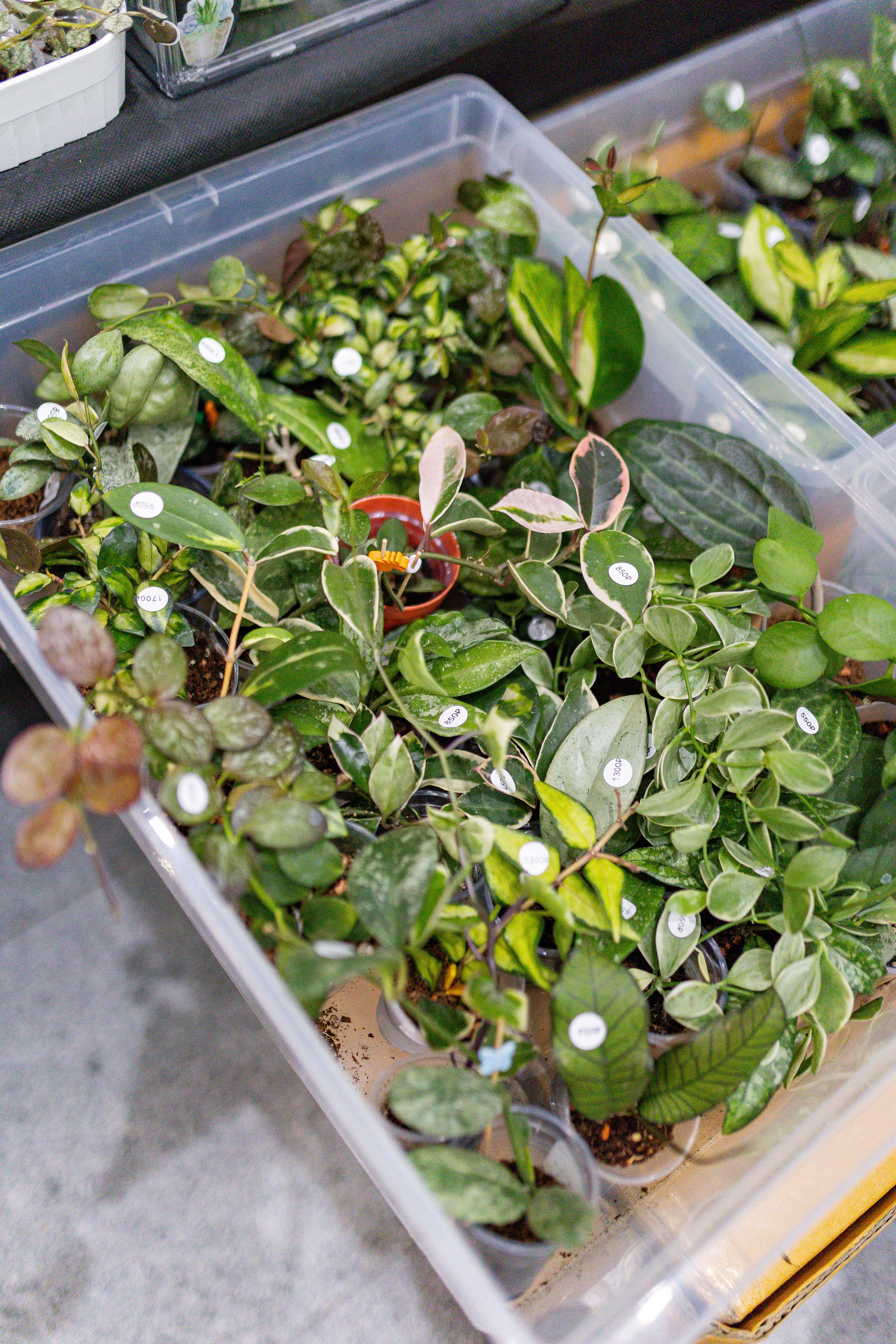 Орхидиум сентябрь 2025. Александра Куликова фотограф, Москва