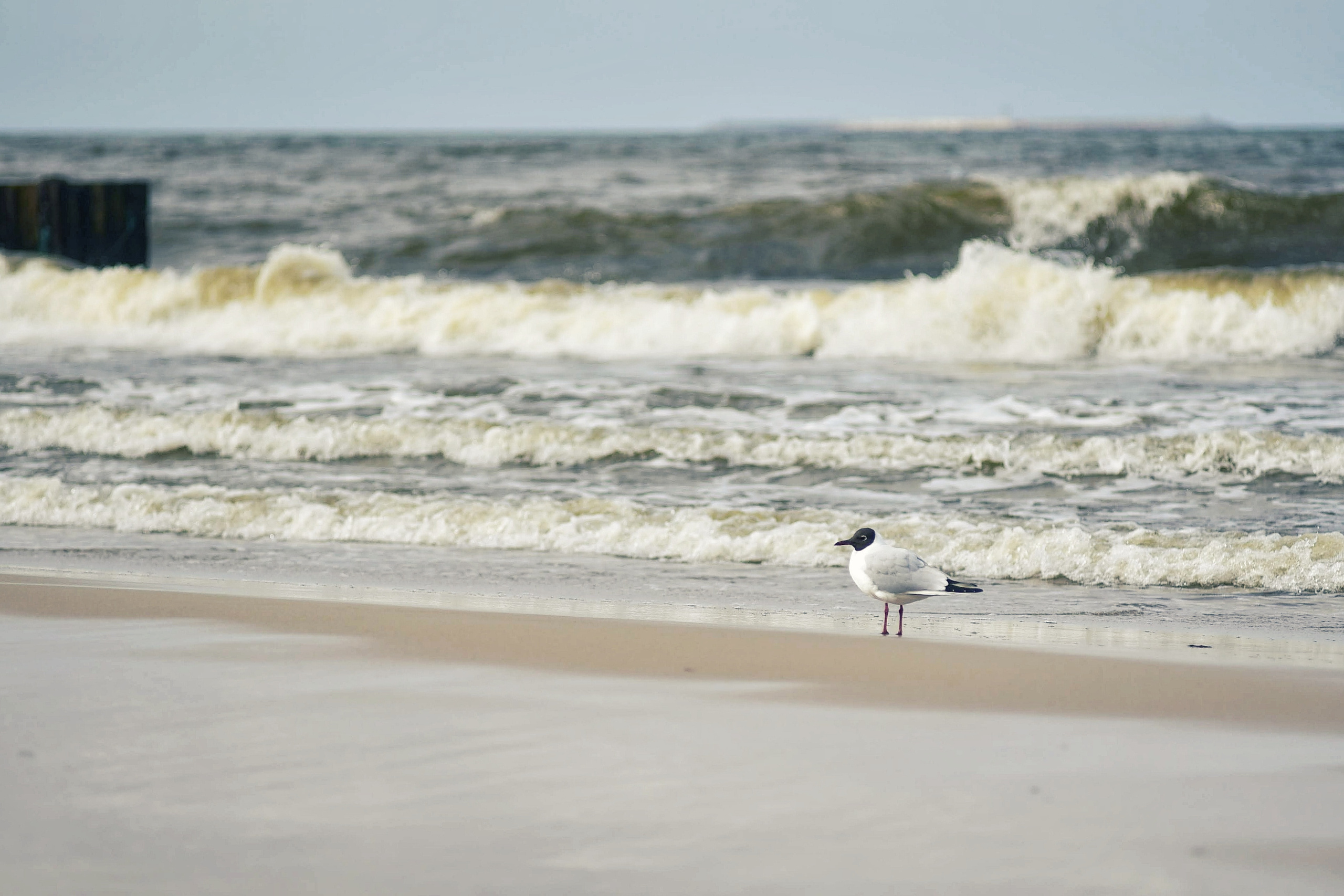 Балтийское море. Зима-весна 2021. То ещё портфолио