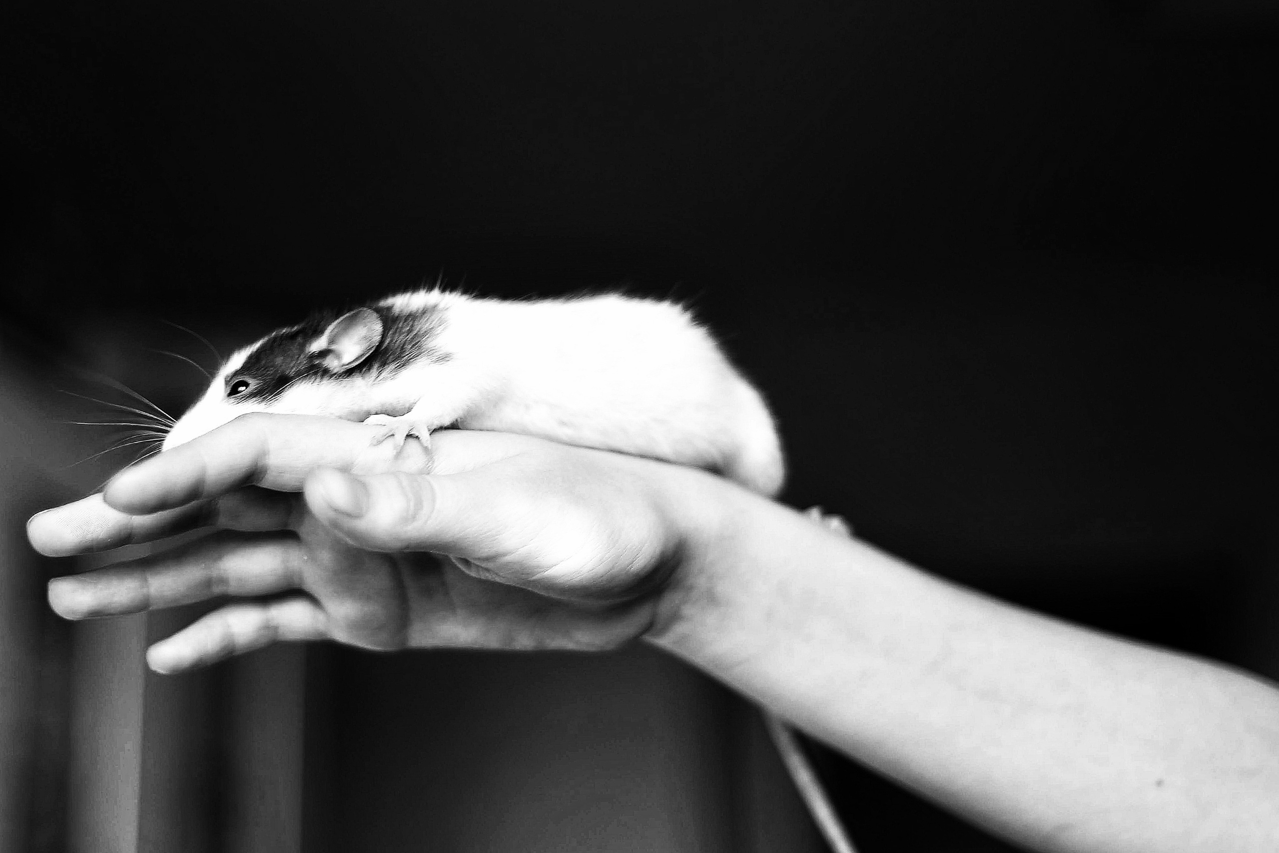 Чёрно-белое детство. Весна 2021. То ещё портфолио