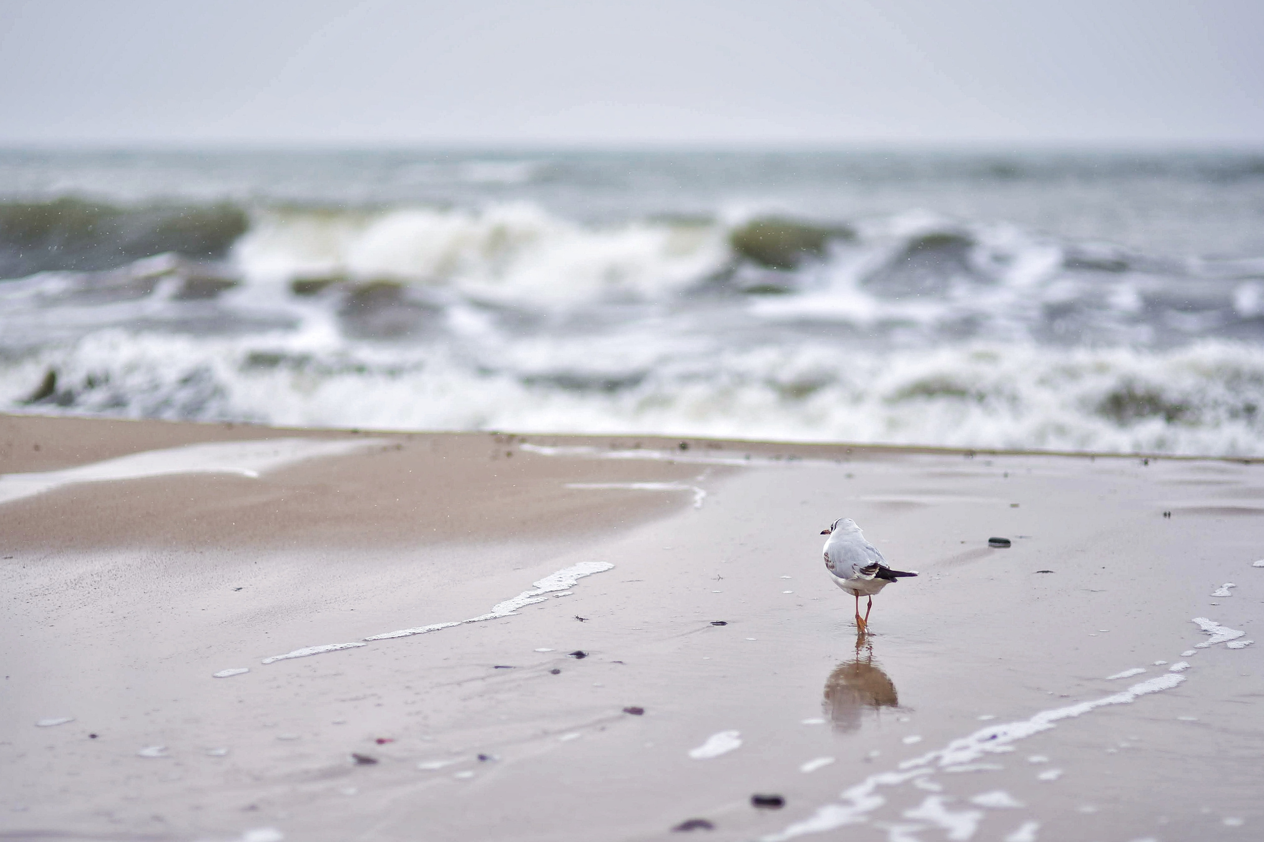 Балтийское море. Зима-весна 2021. То ещё портфолио