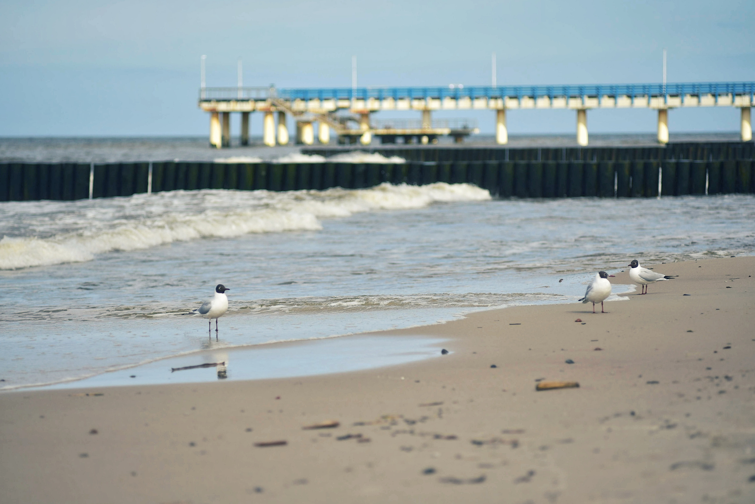 Балтийское море. Зима-весна 2021. То ещё портфолио