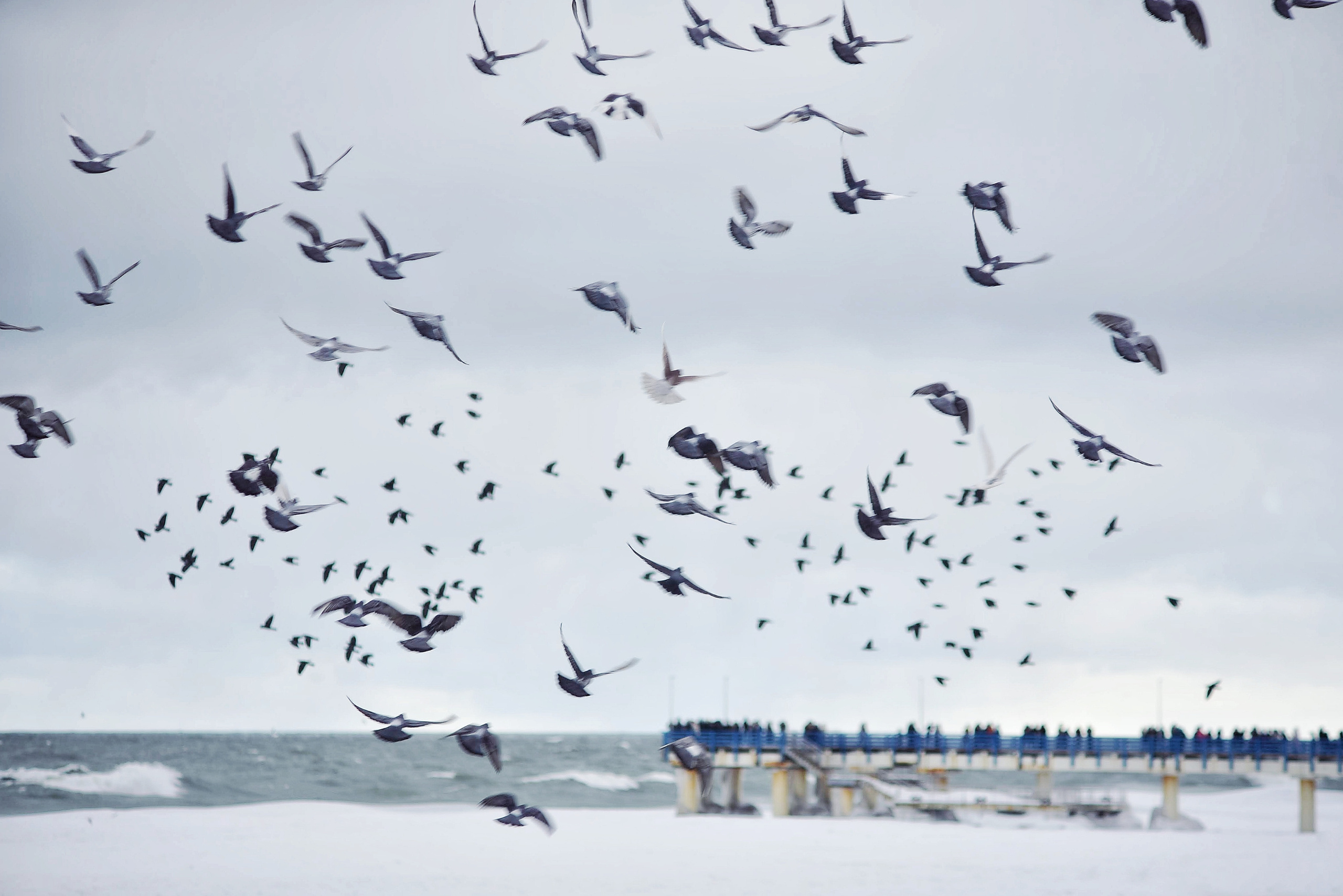 Балтийское море. Зима-весна 2021. То ещё портфолио