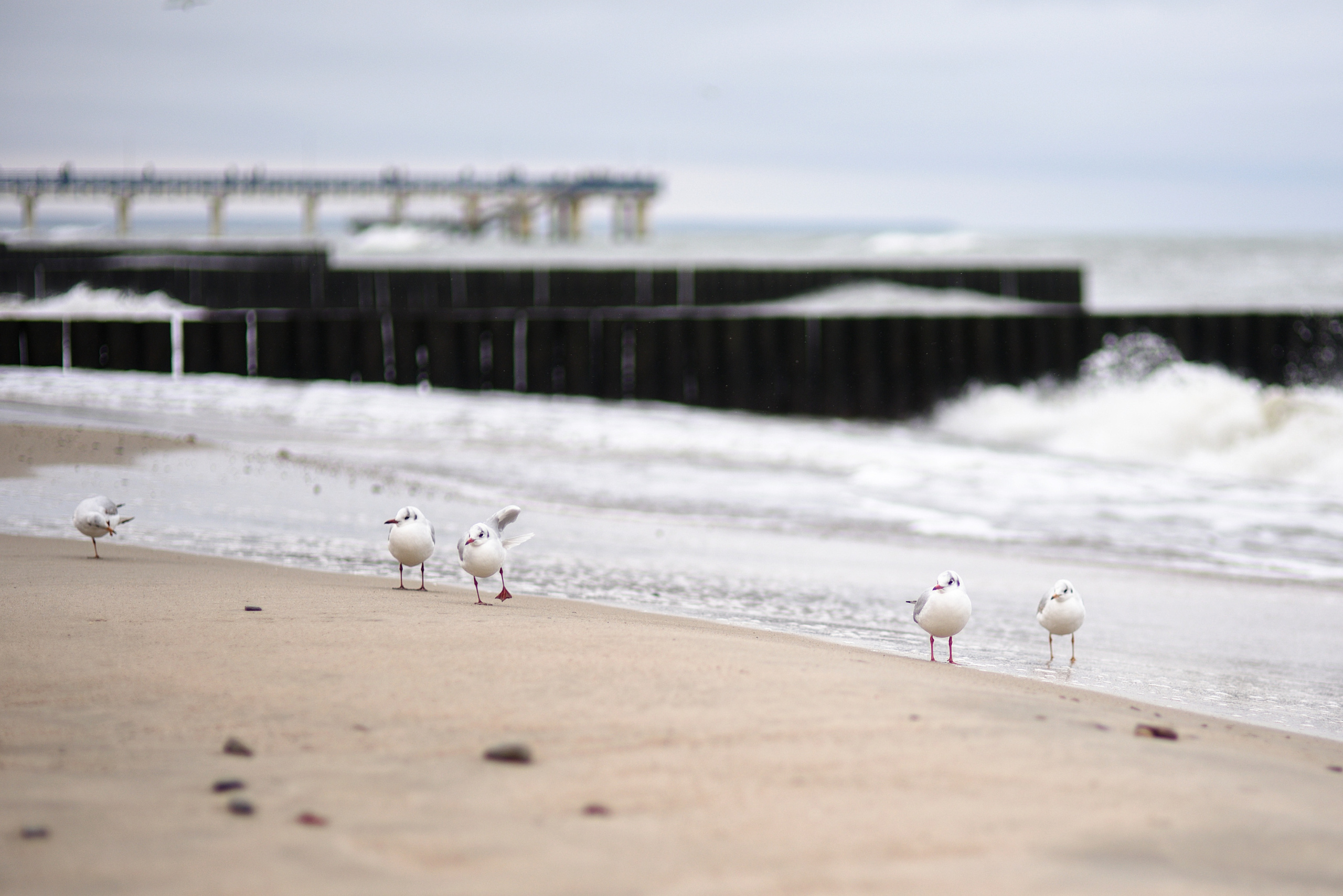Балтийское море. Зима-весна 2021. То ещё портфолио