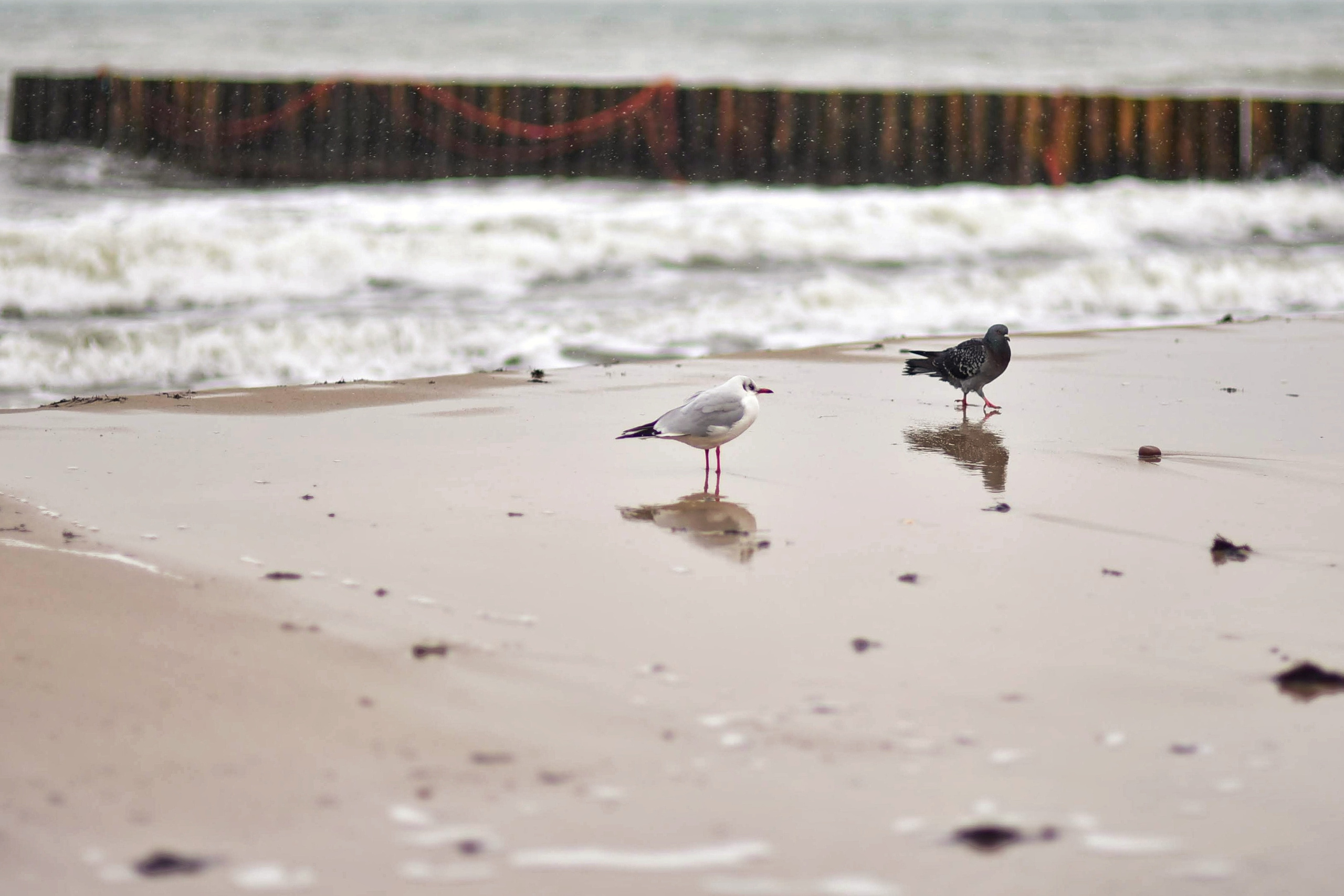 Балтийское море. Зима-весна 2021. То ещё портфолио