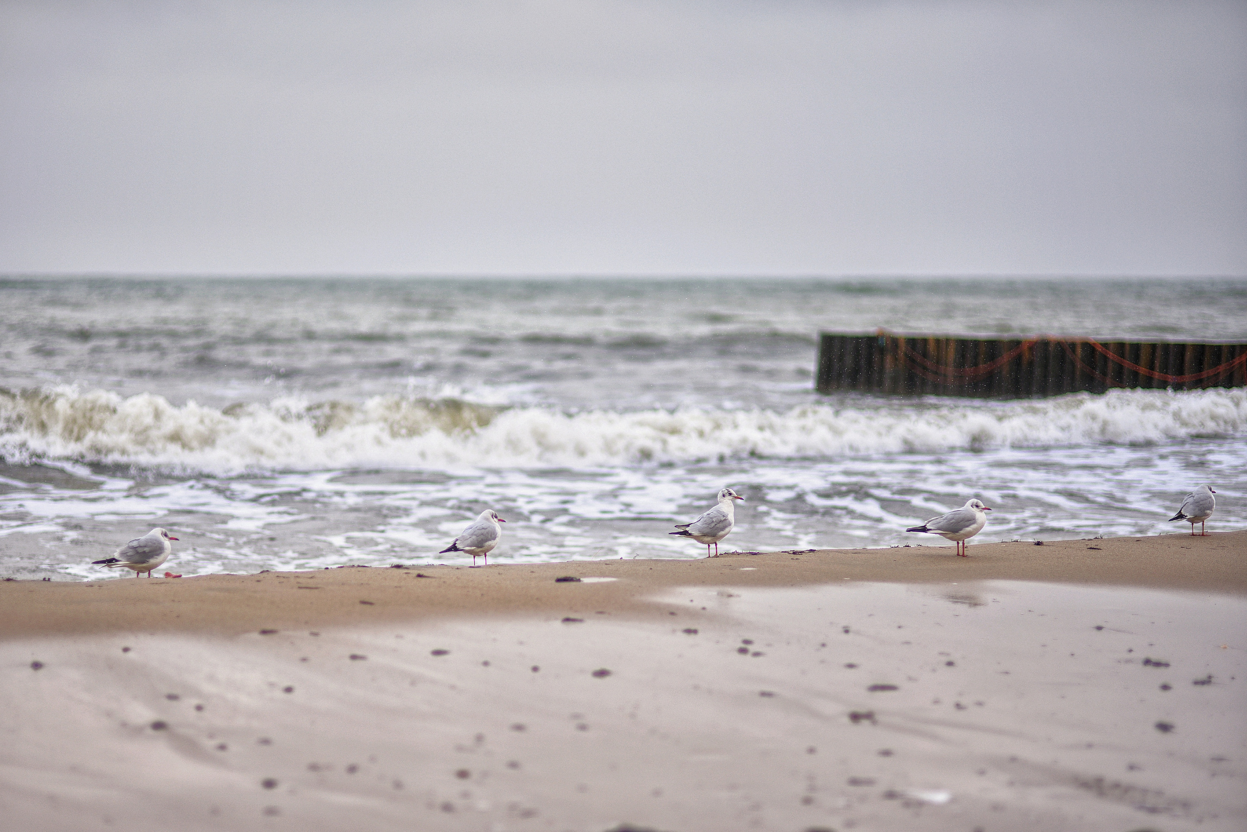 Балтийское море. Зима-весна 2021. То ещё портфолио