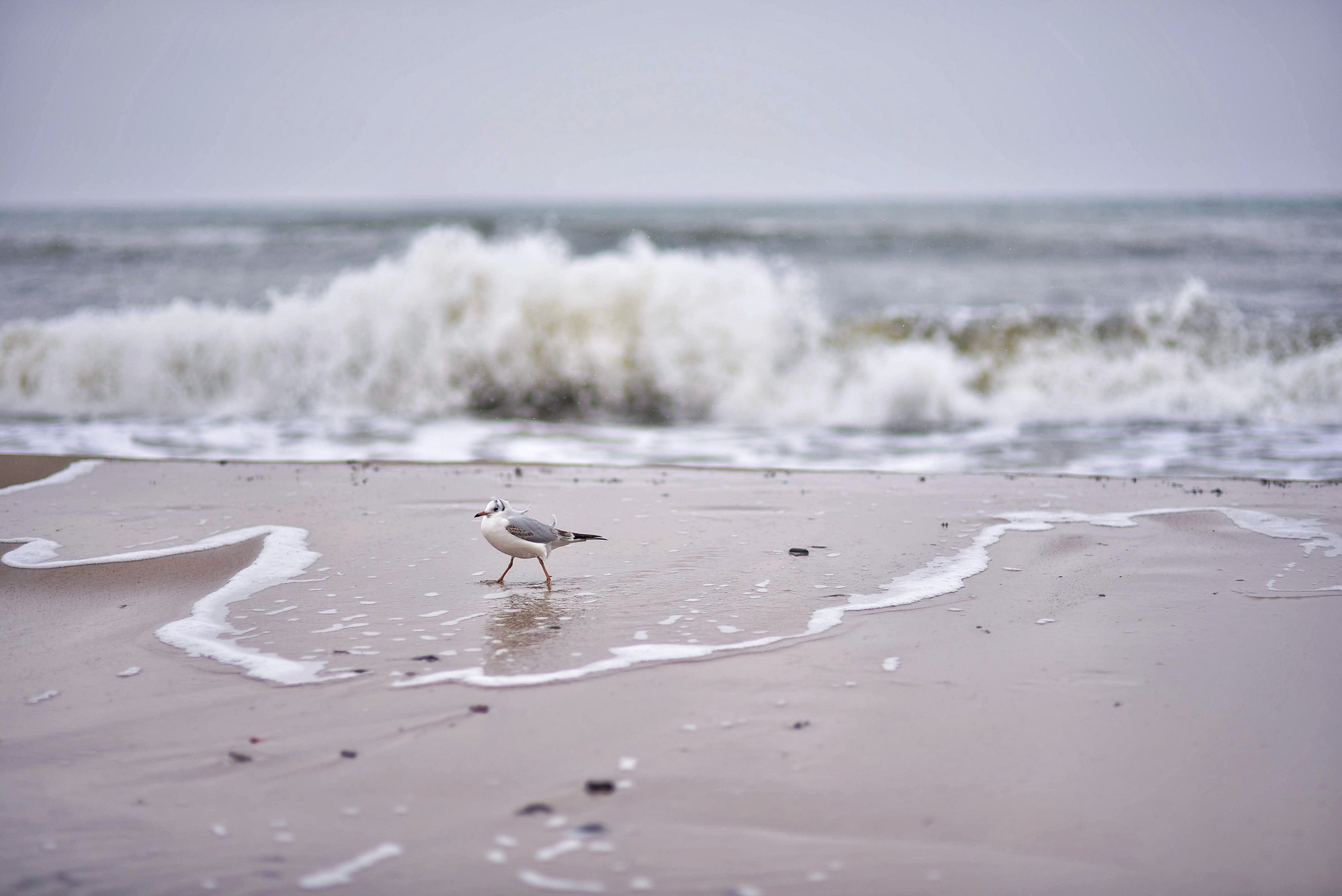Балтийское море. Зима-весна 2021. То ещё портфолио
