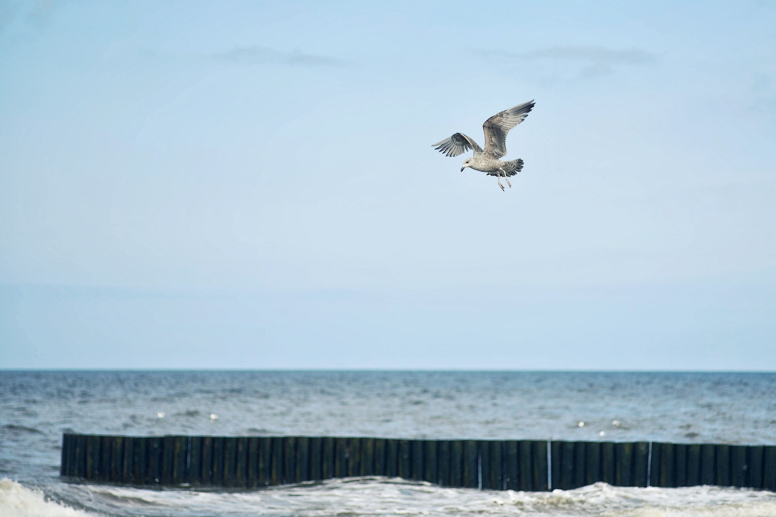 Балтийское море. Зима-весна 2021. То ещё портфолио