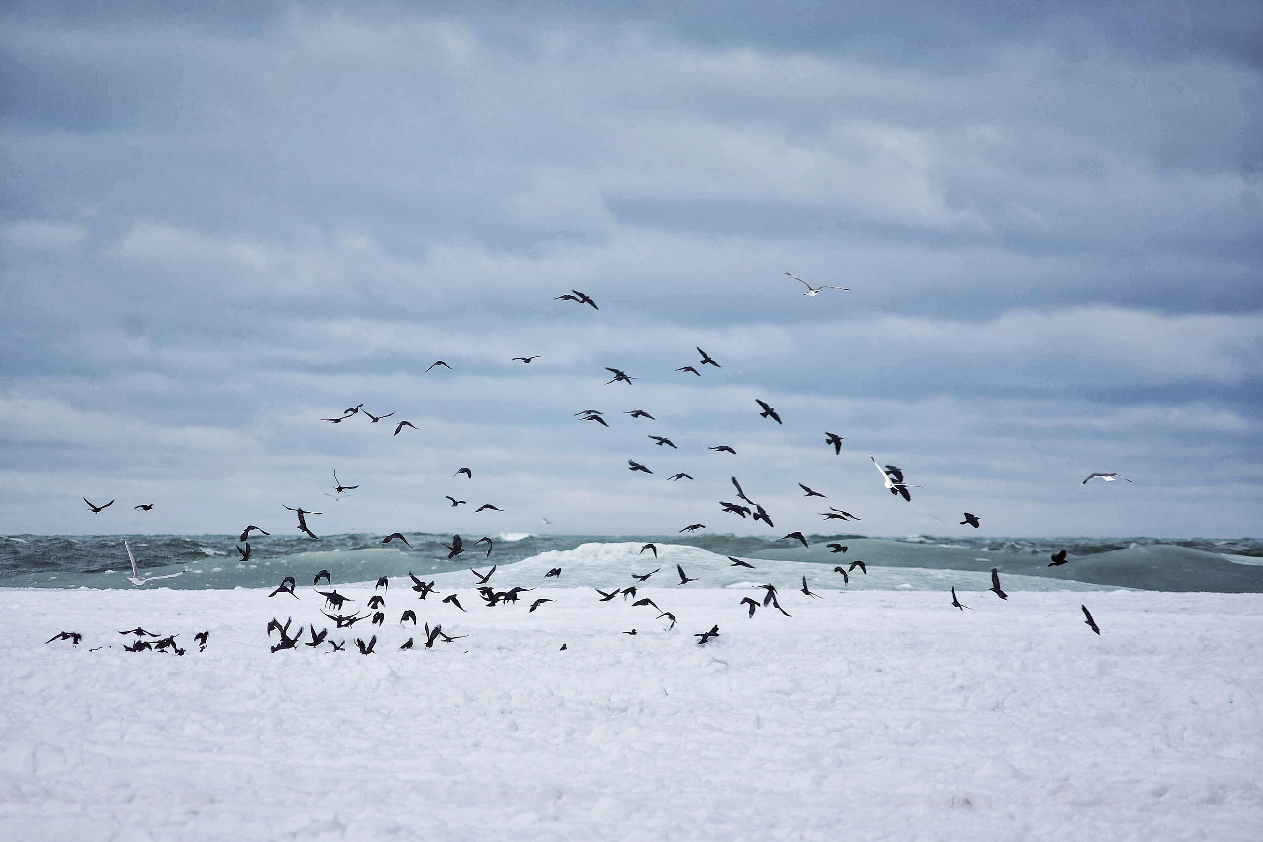 Балтийское море. Зима-весна 2021. То ещё портфолио