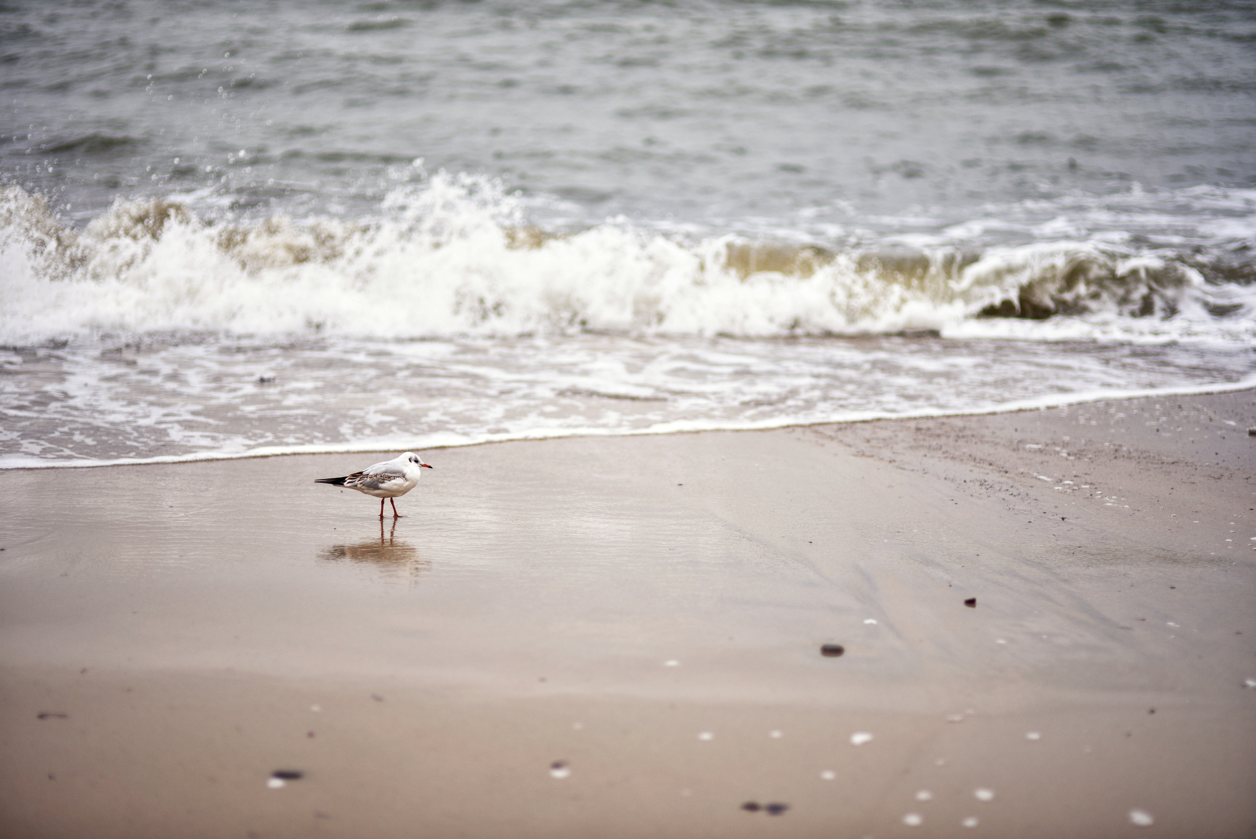 Балтийское море. Зима-весна 2021. То ещё портфолио