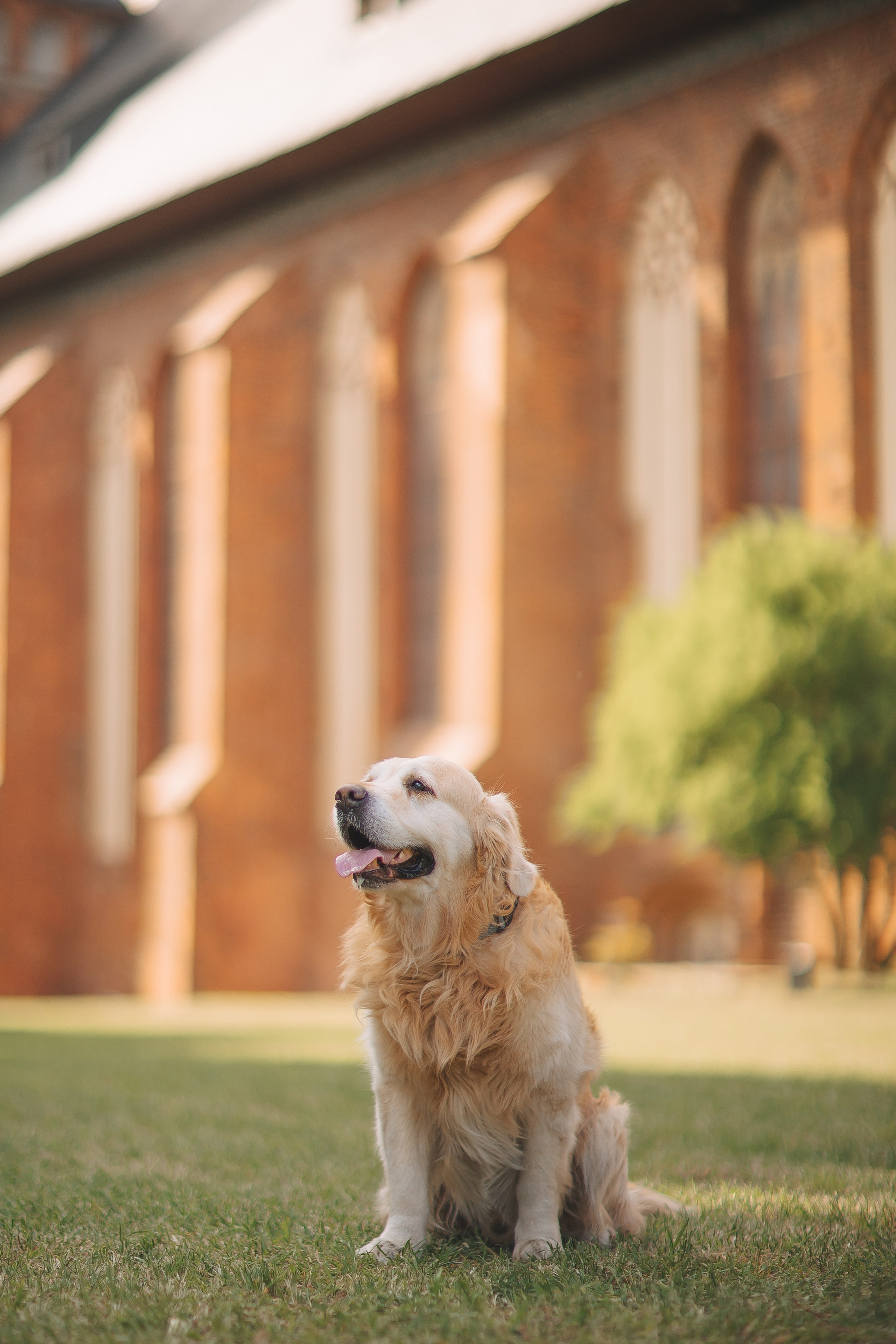 Золотистый ретривер Кант, Калининград. Свадебный и женский фотограф