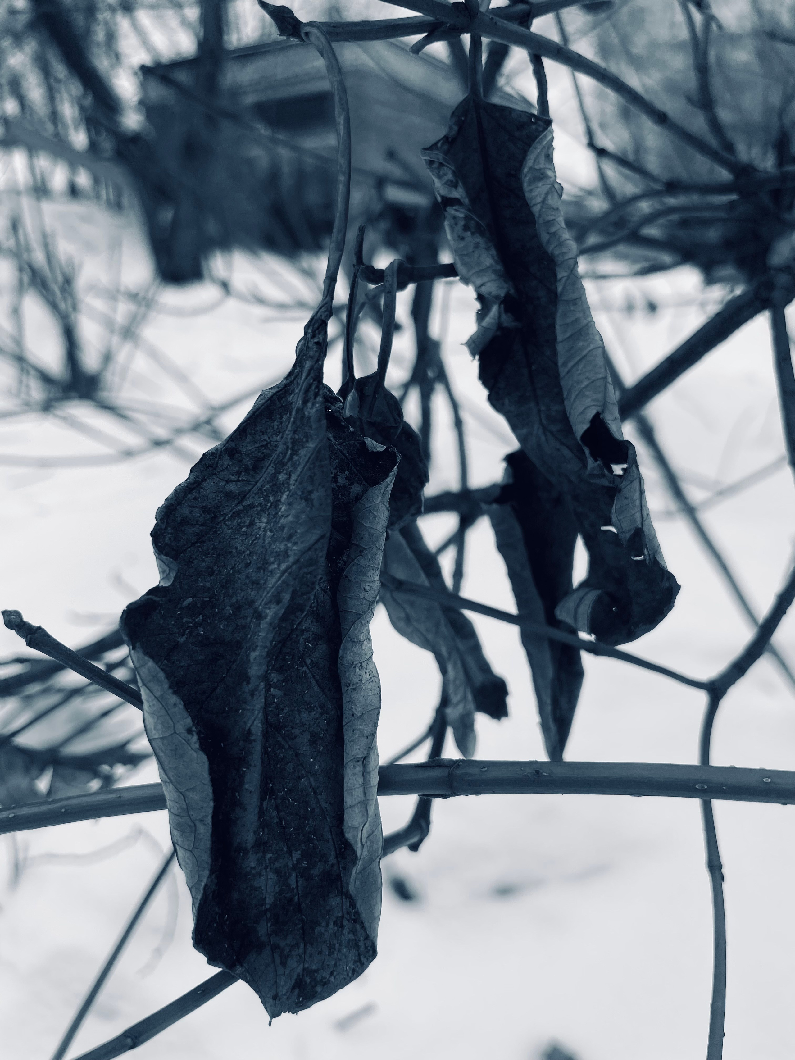 Синий дым. Предание о руинах: АРХИВ ПУСТОТЫ