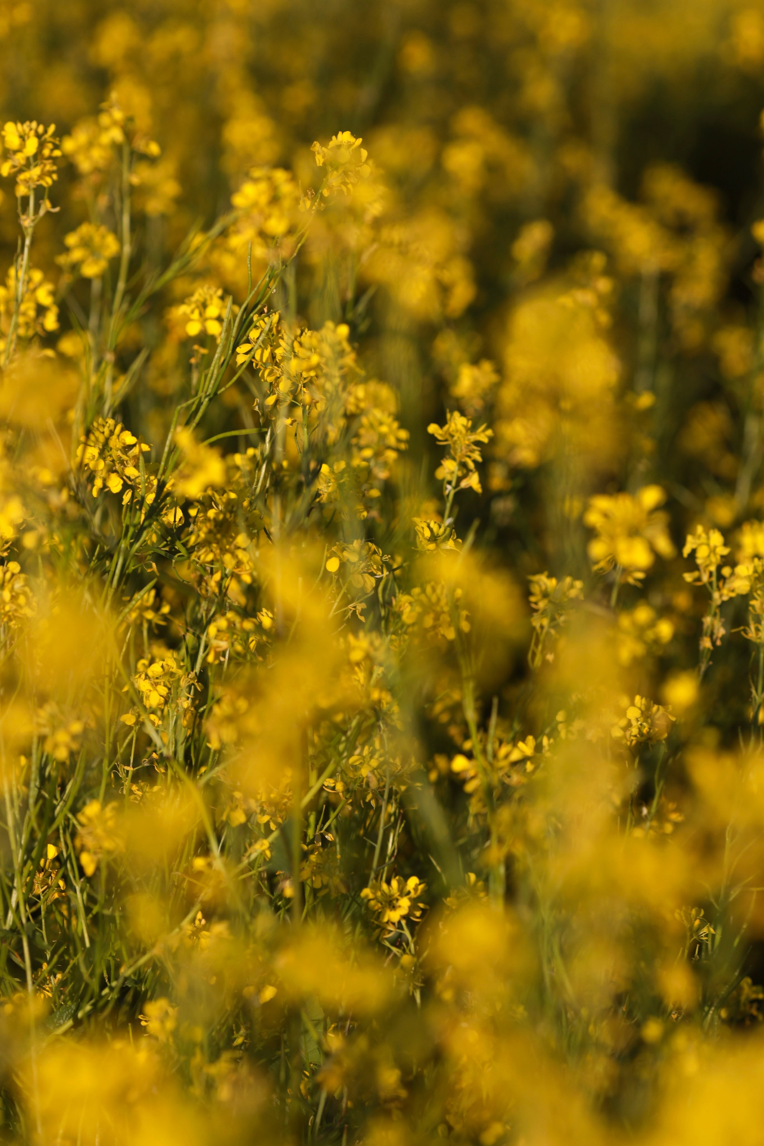 Летняя Аня. Фотограф Елена Кириллова