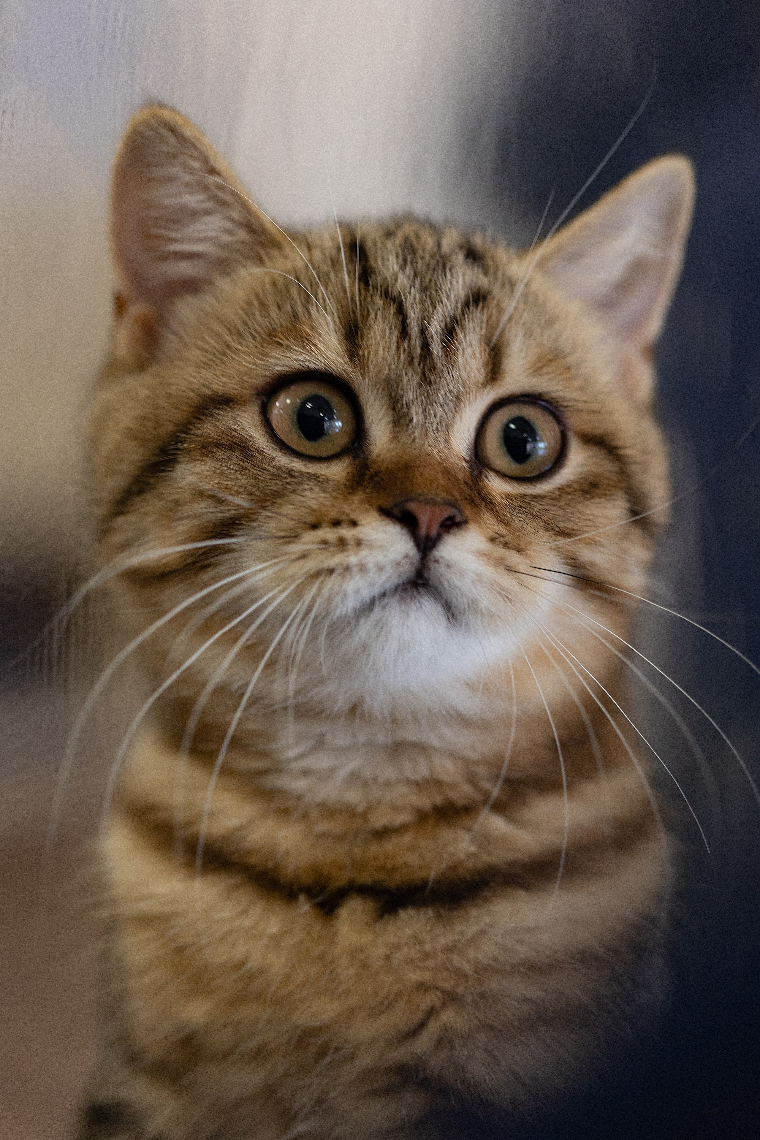 Анималистика