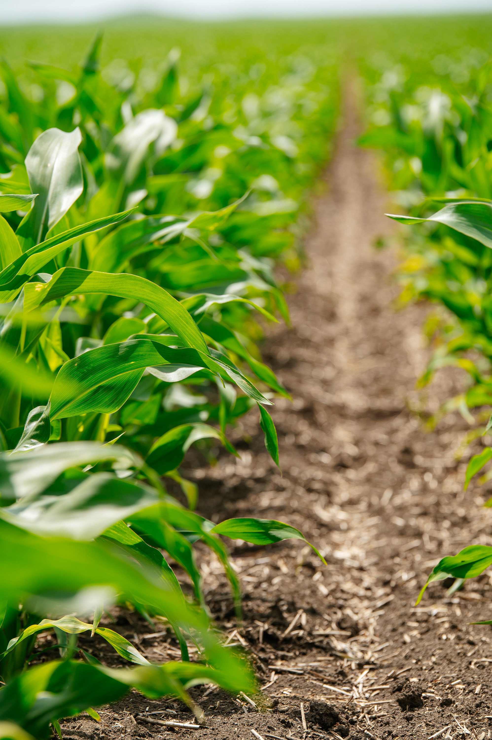 День поля. Главная