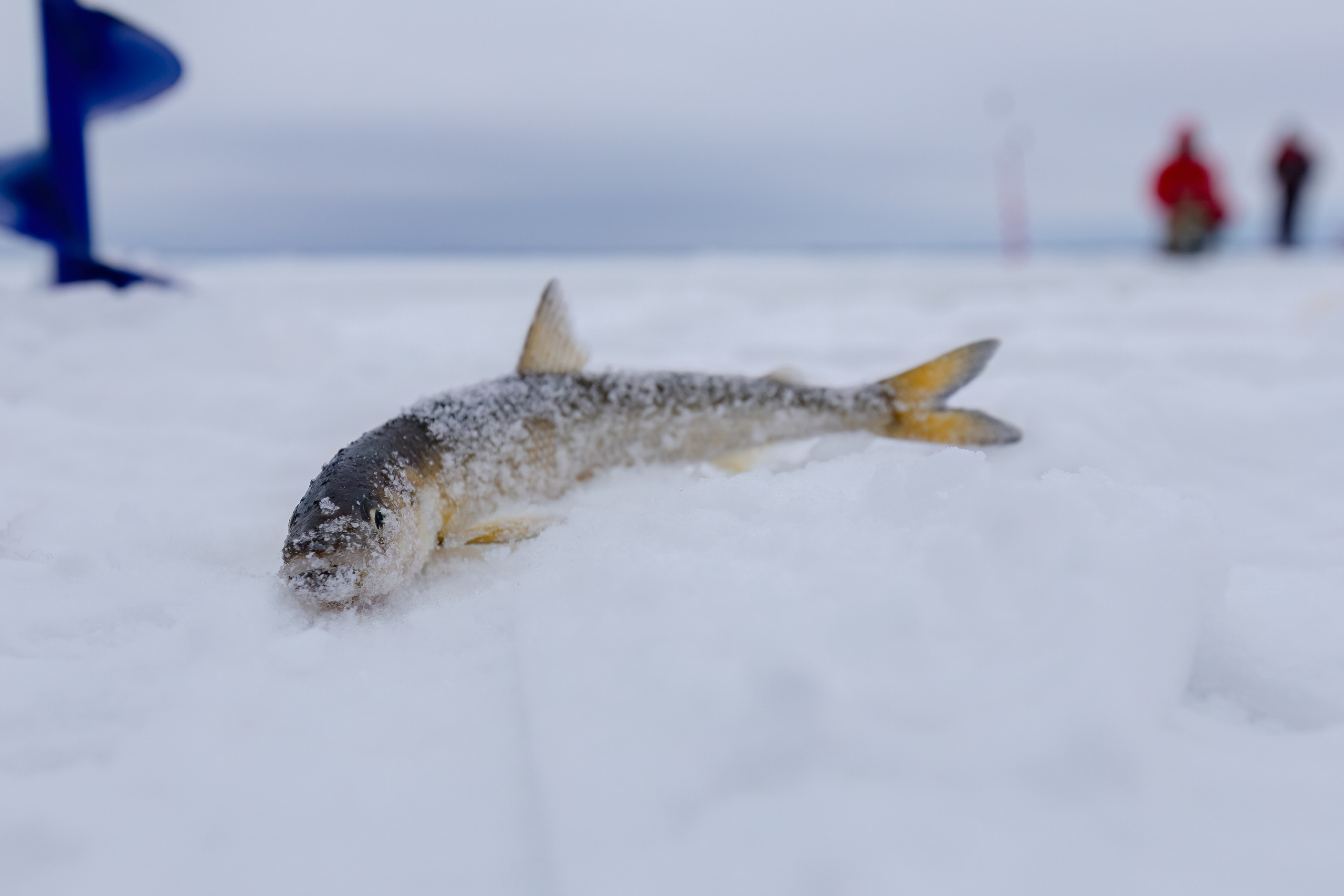 Ярмарка-фестиваль «Я-Я, КЕМСКА ВОЛОСТЬ!» (2024 г.). Аэросъемка. Фото и Видео в Карелии. Алексей Фрилунд