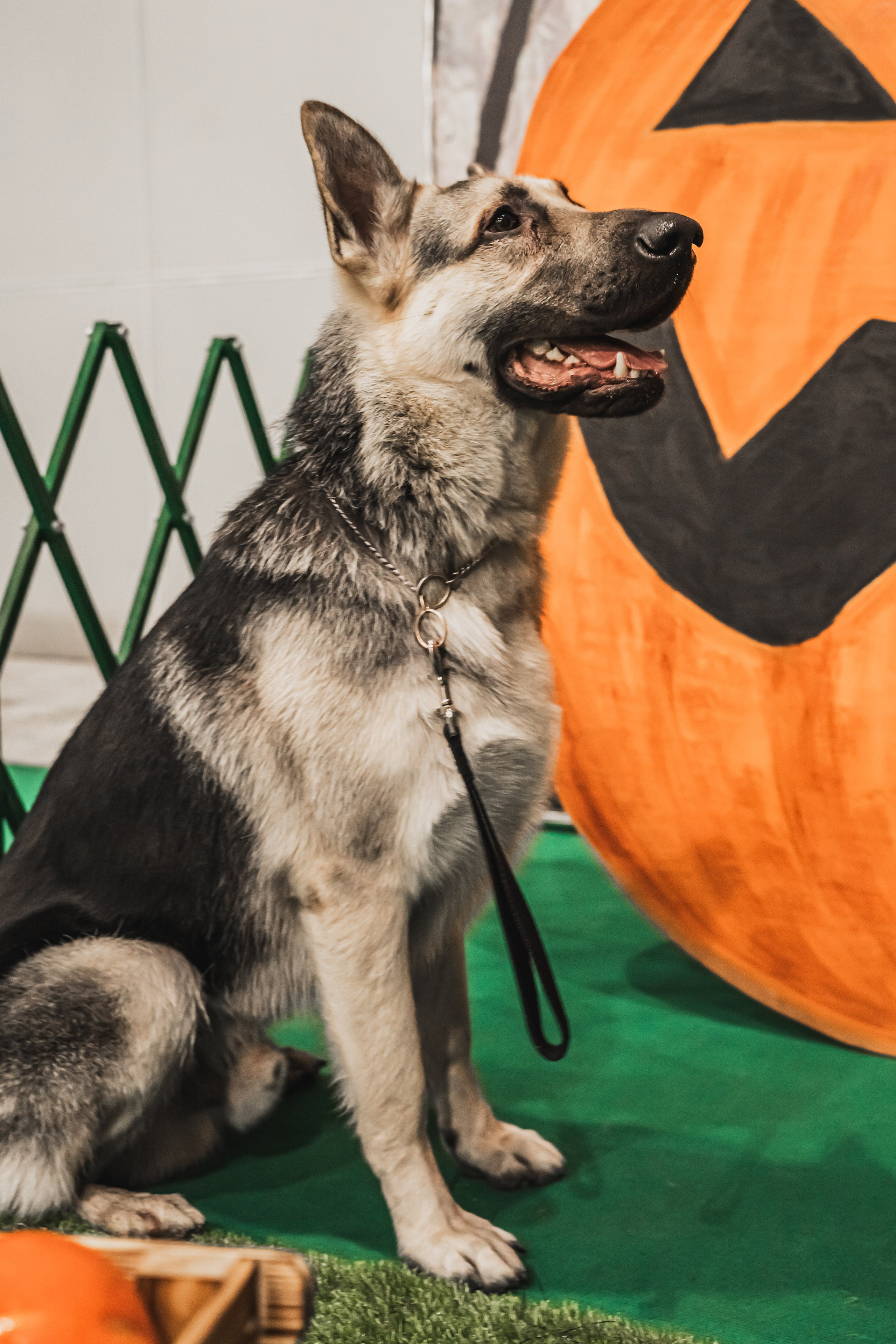 Международная выставка собак всех пород. Репортажный фотограф Анастасия Рубцова