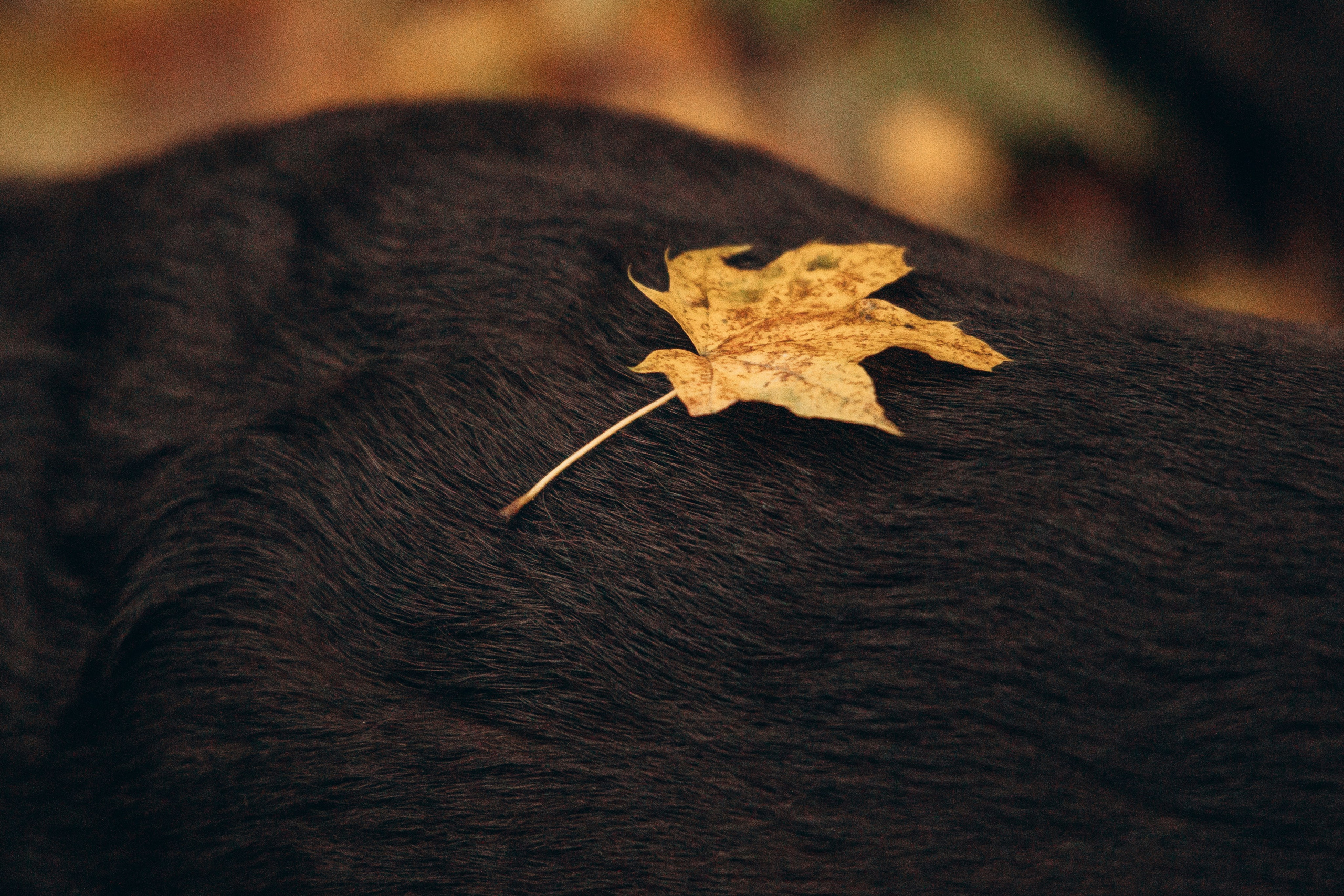 Арина и Сэмми. Фотограф — Анималист | Санкт-Петербург