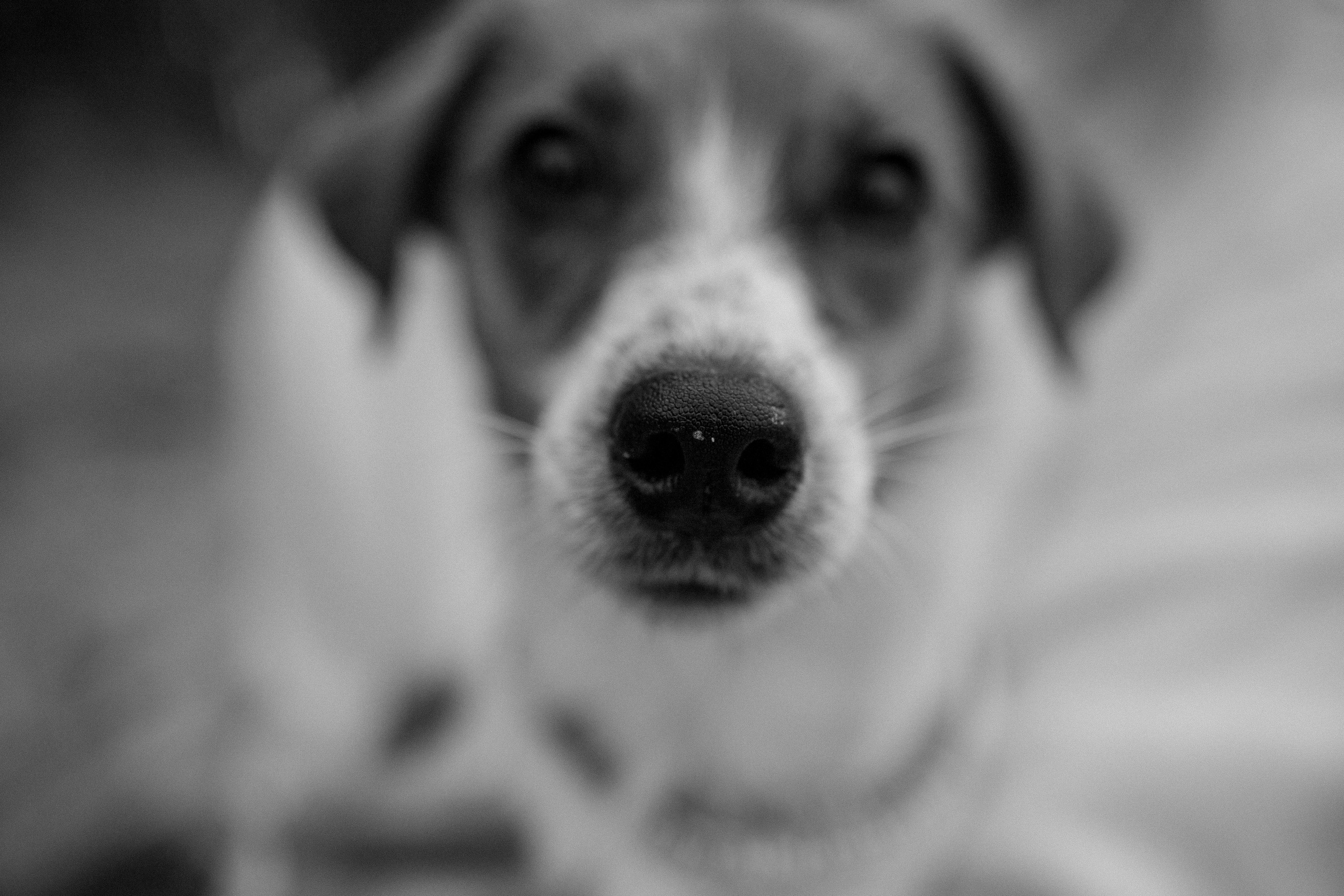 Лея и ее семья. Фотограф — Анималист | Санкт-Петербург