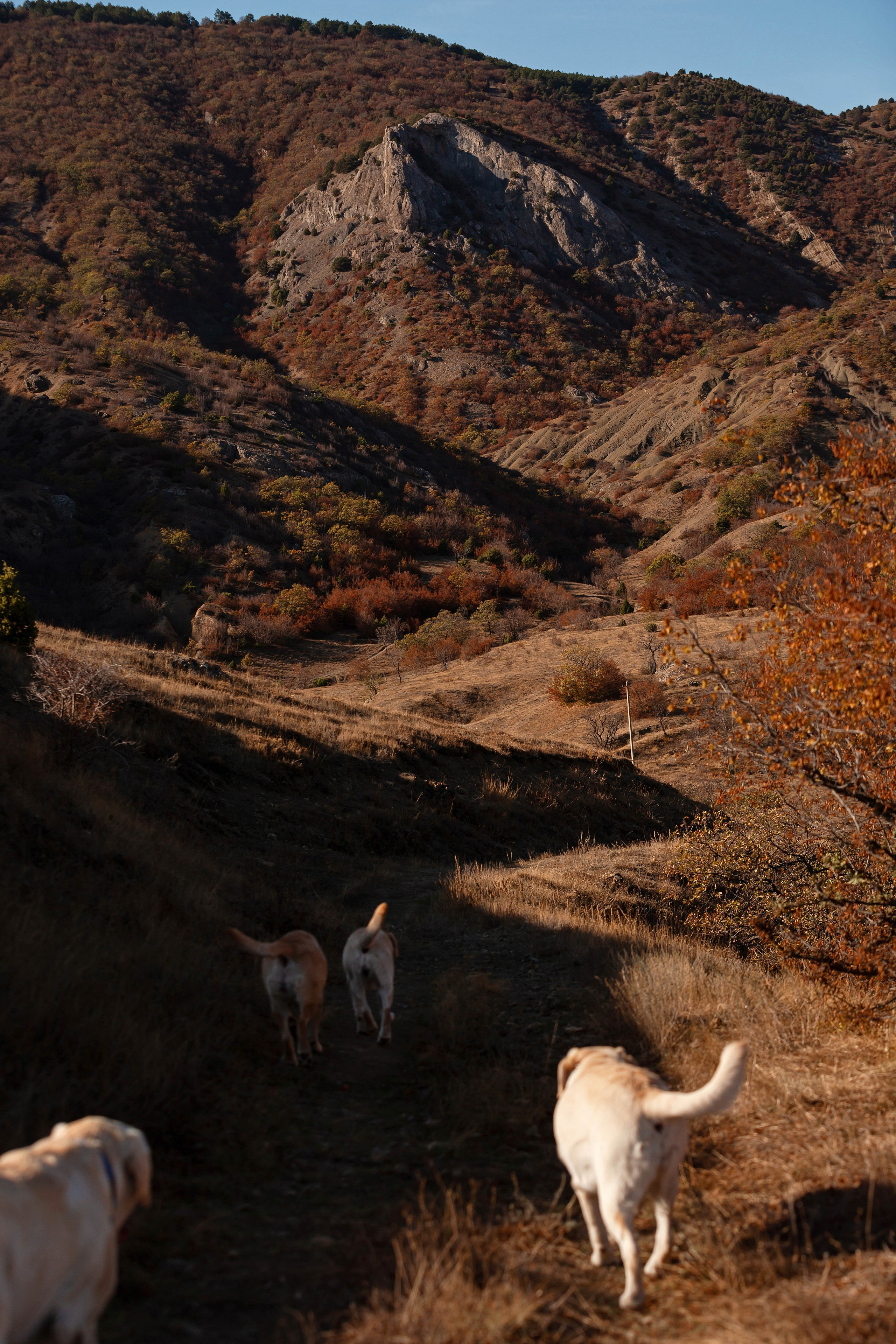 Лабрадоры и горы. Фотограф-анималист в Краснодаре Маша Мельникова