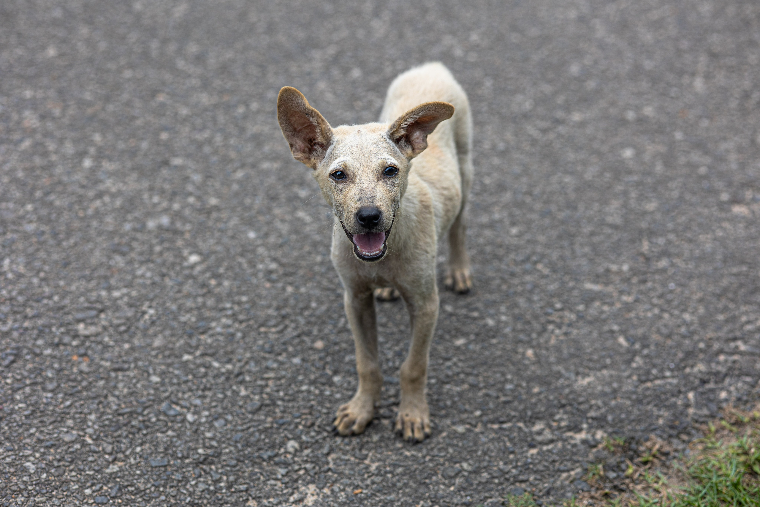 Weligama. Photographer Sonkina Tatiana (Tanya Ash)