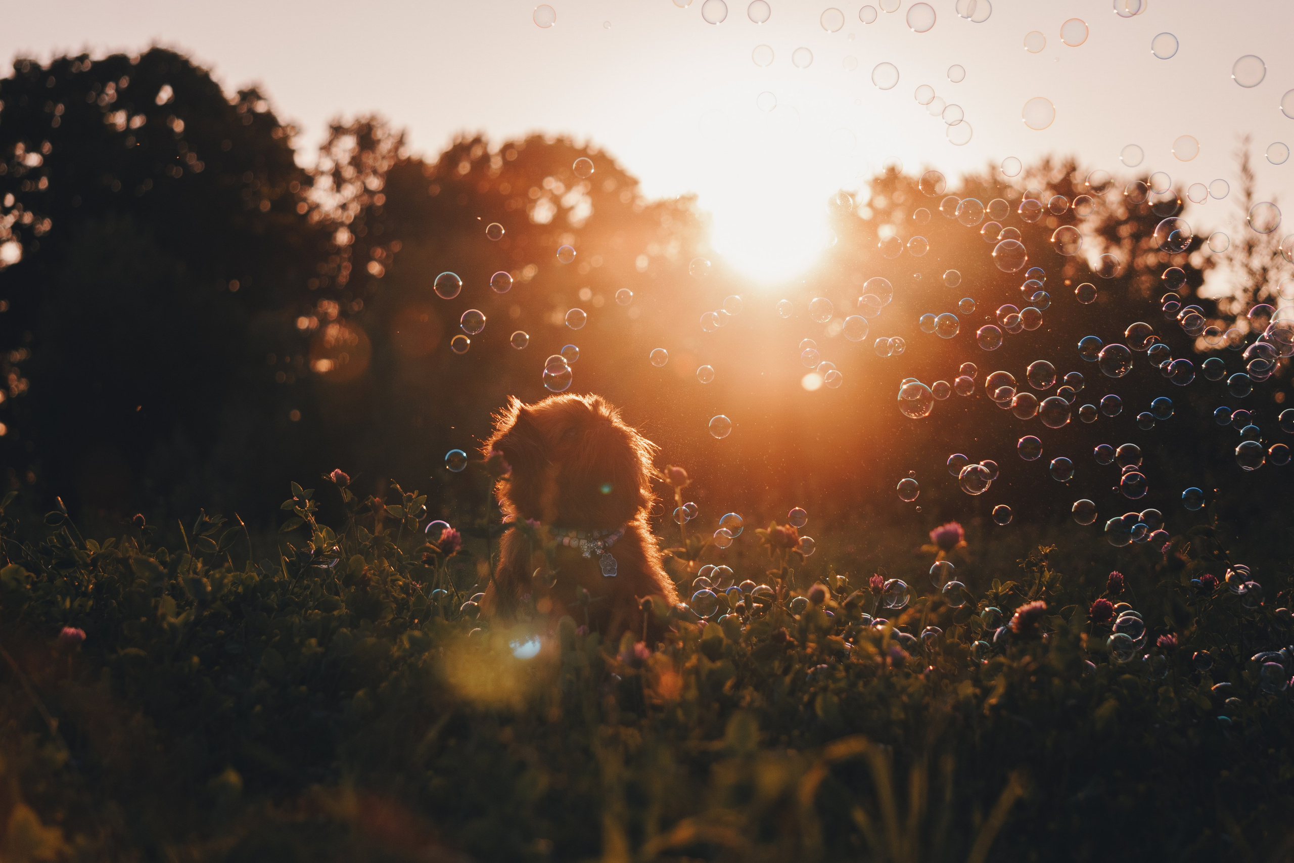 Катя и Яшма. Фотограф-анималист Ксения Воробьева, Москва