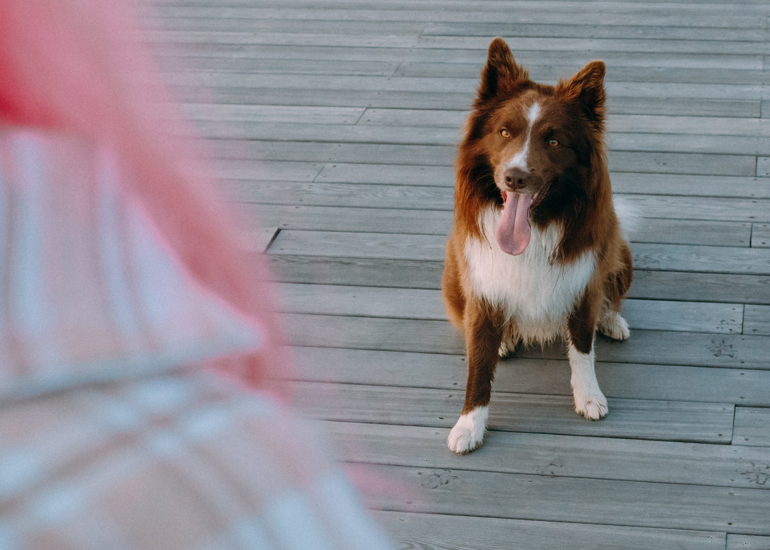 Виолетта, Лила и Питер. Фотограф-анималист Ксения Воробьева, Москва
