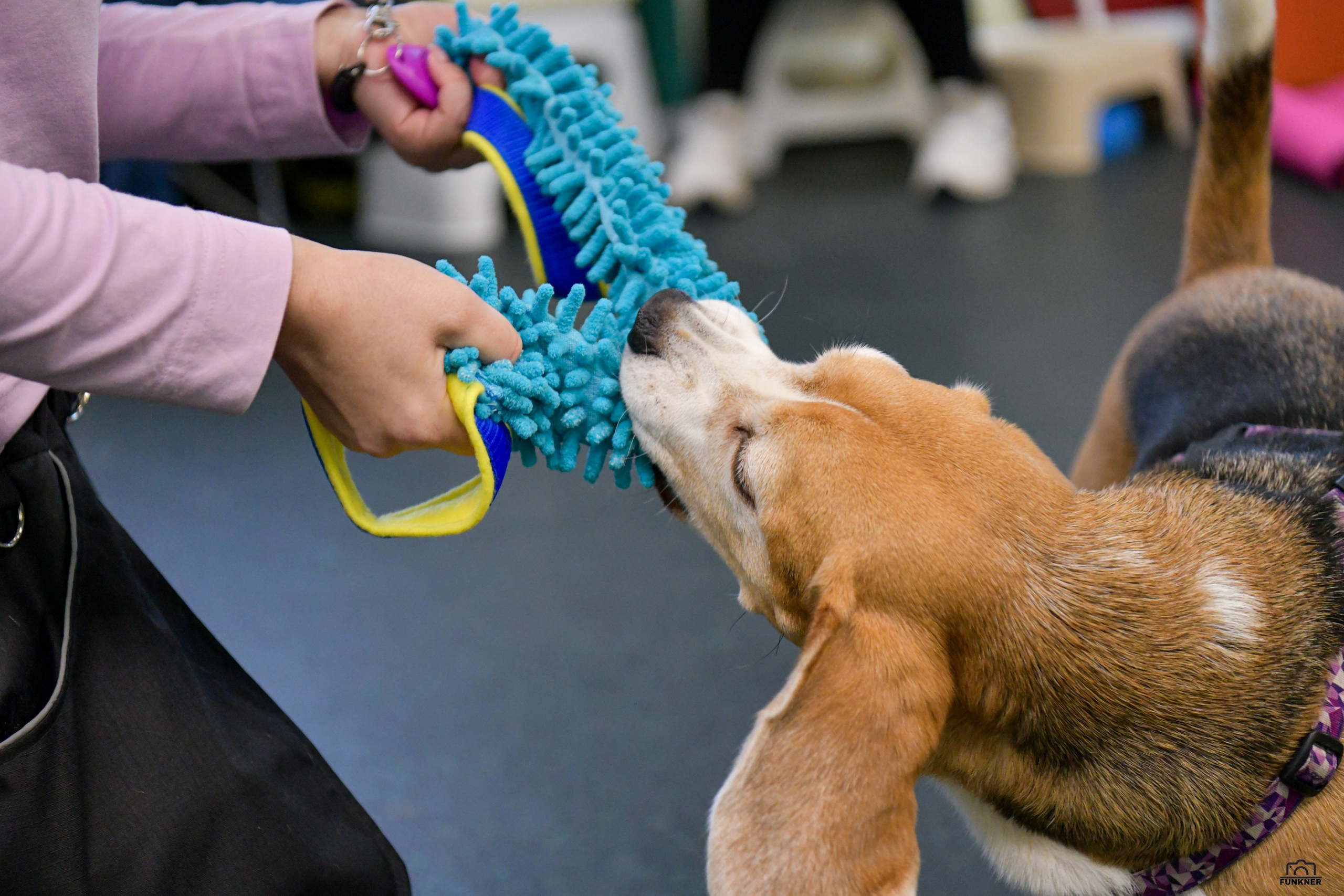 Кинологический клуб «Бодрый хвост». Свой взгляд через объектив