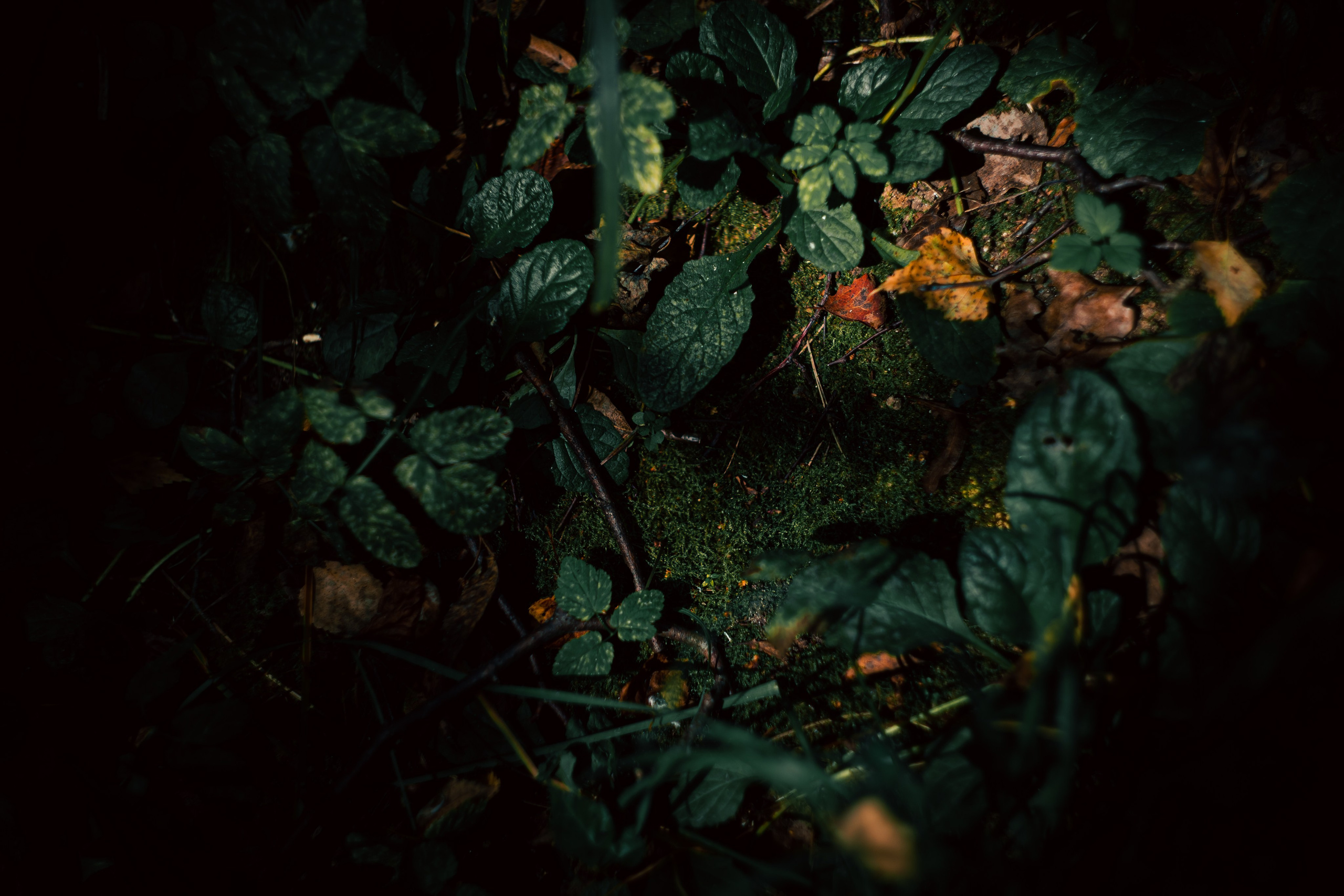 Сентябрь 2024. Efremovaphoto.ru