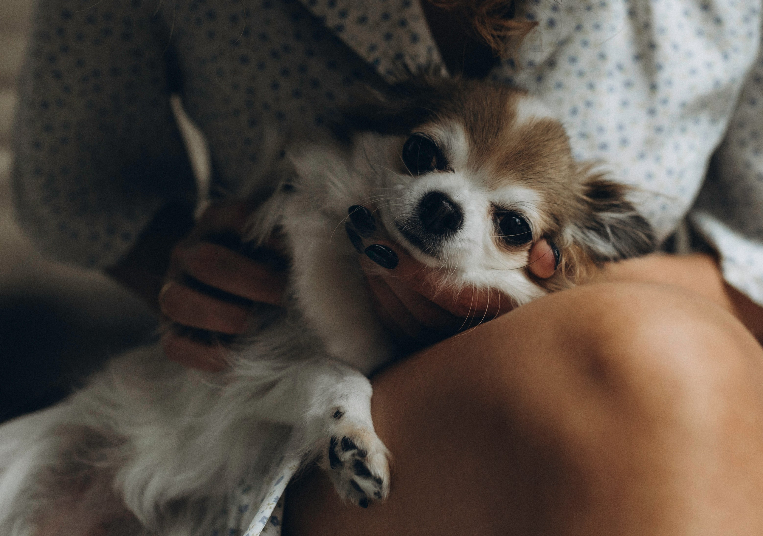 Габриела и ее хвостики. Татьяна Афонина | Фотограф