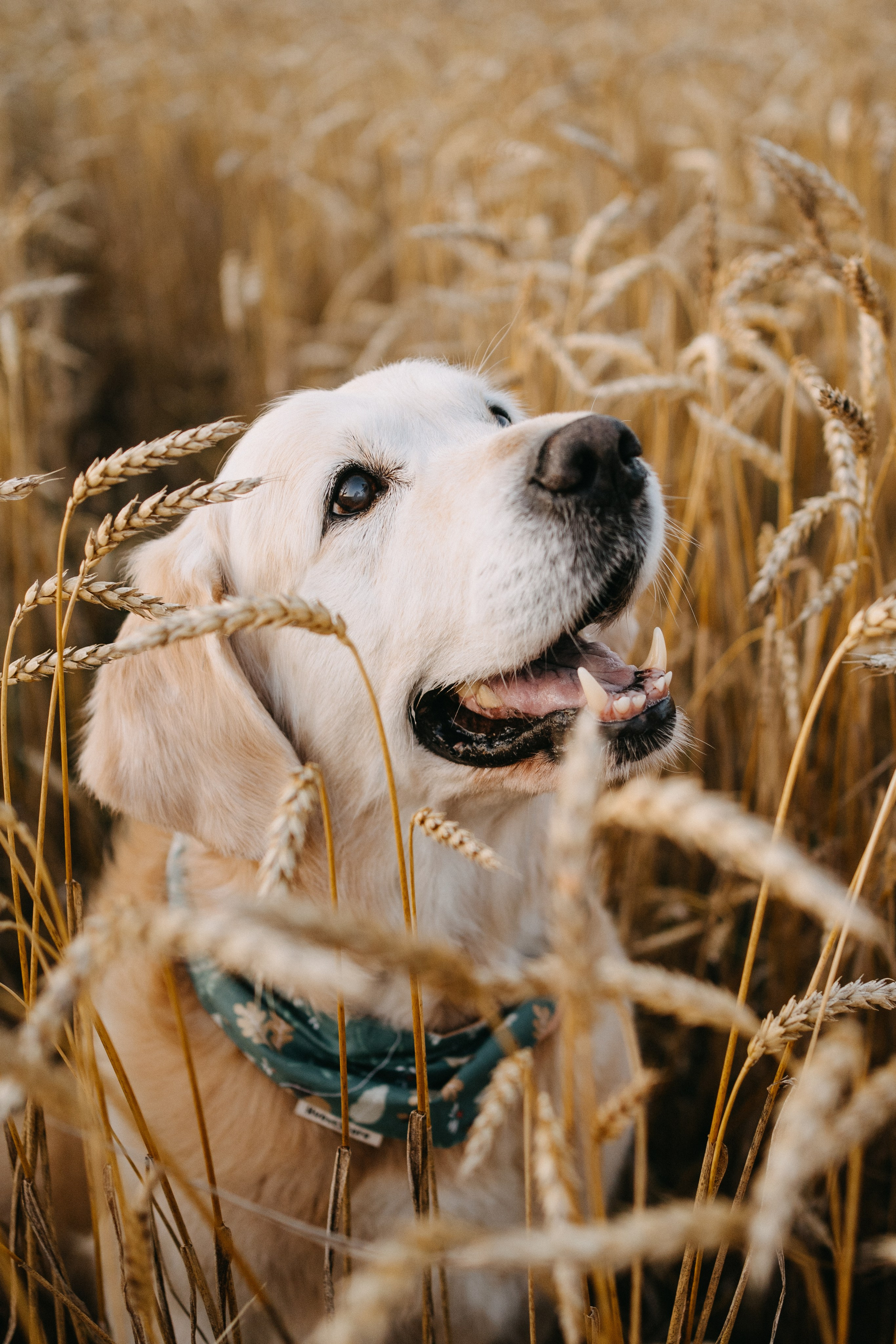 Дарья, Люба и Ред. Фотограф-анималист Анастасия Большакова