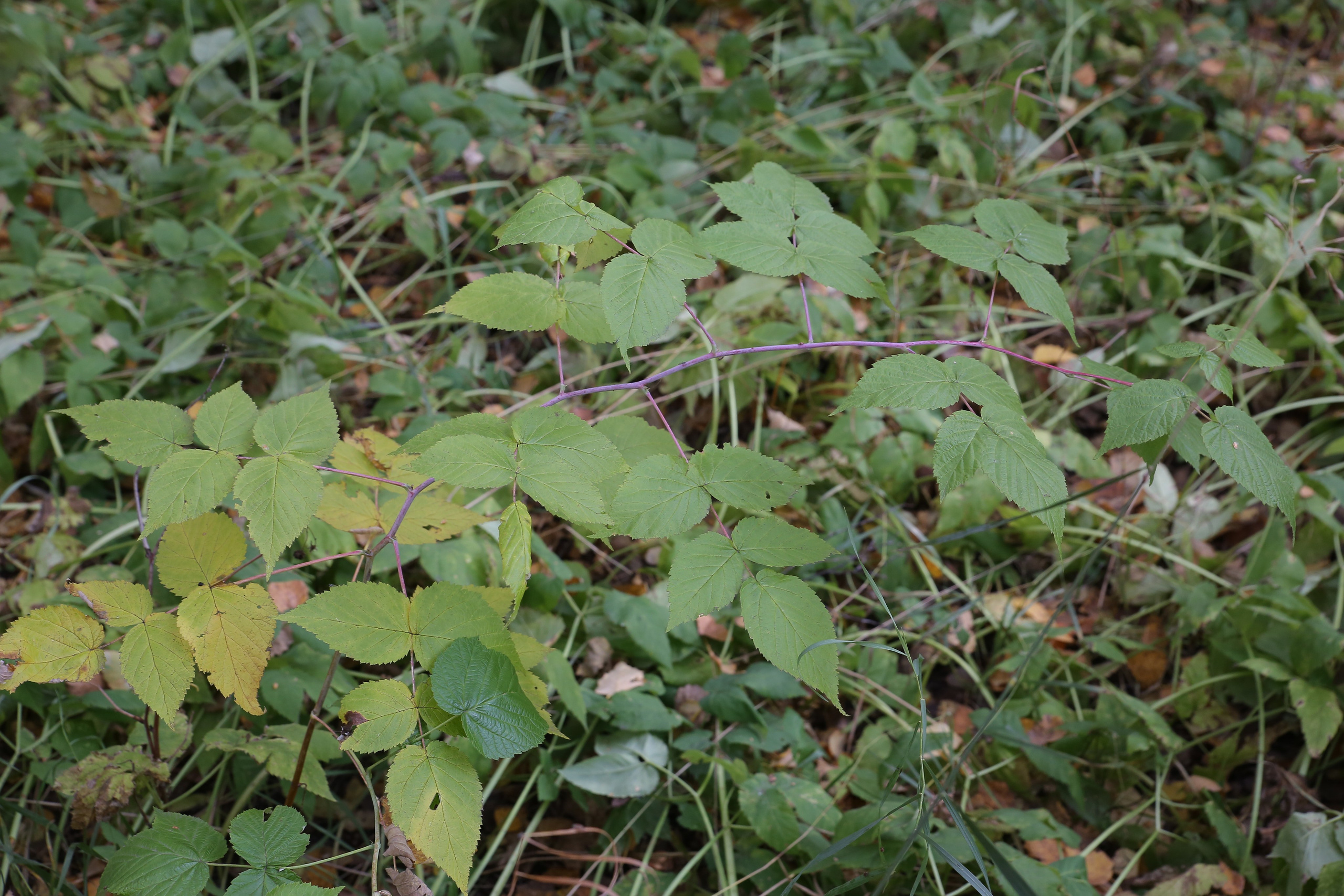 Г. Новосибирск. Студия Максима Белослюдцева