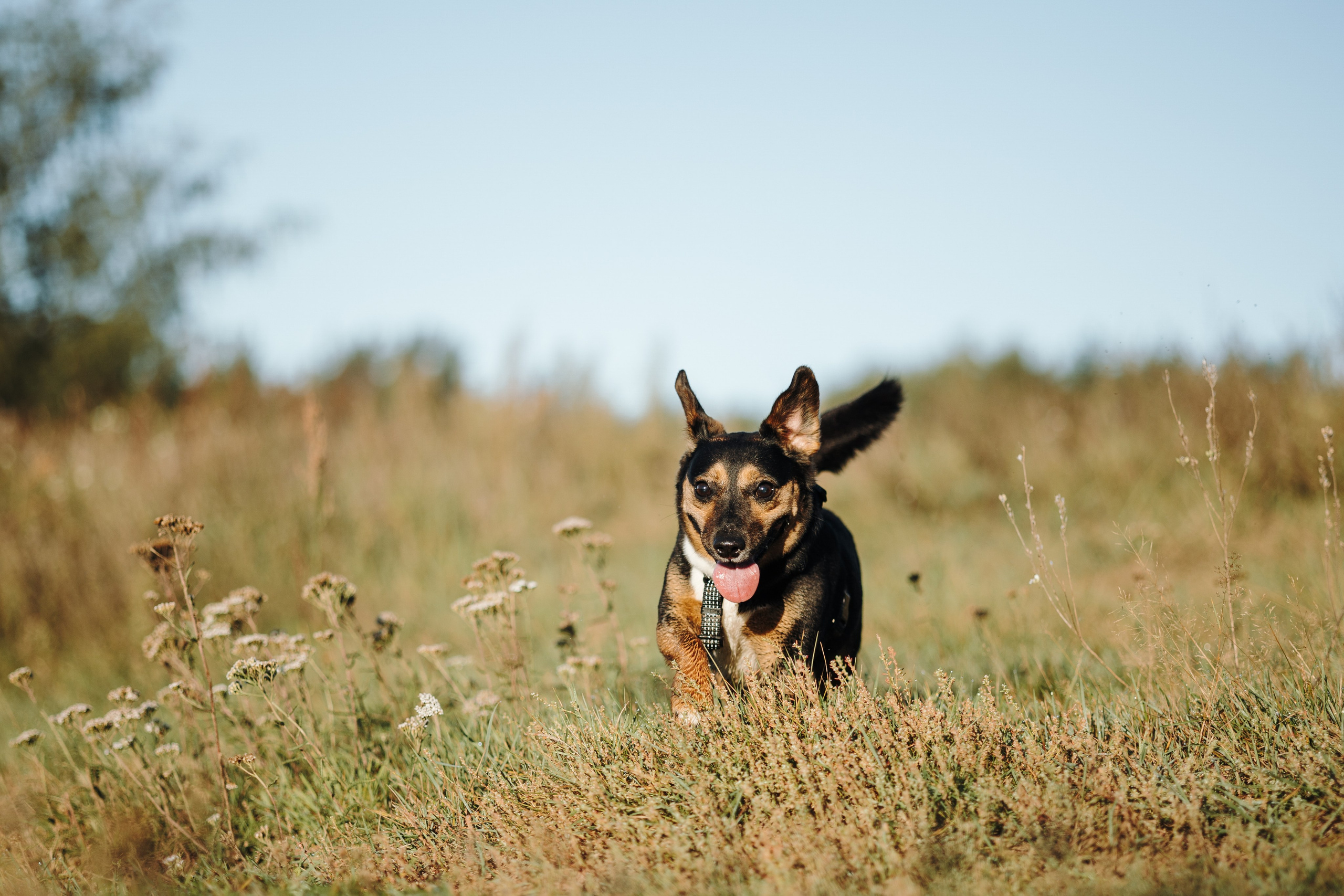 Ольга и Рекс. Фотограф — Анималист | Санкт-Петербург