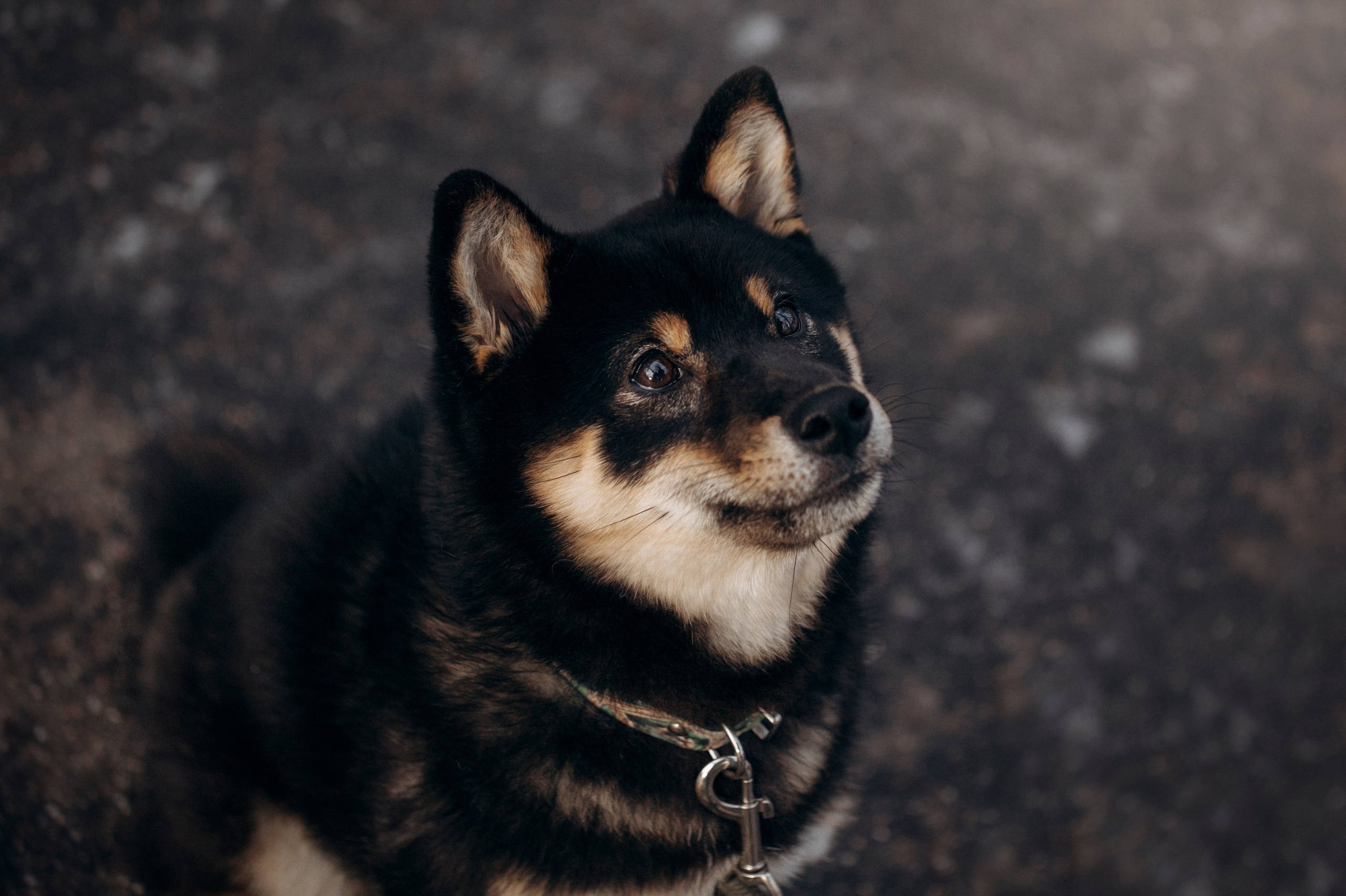 Дарья и Мики. Фотограф — Анималист | Санкт-Петербург
