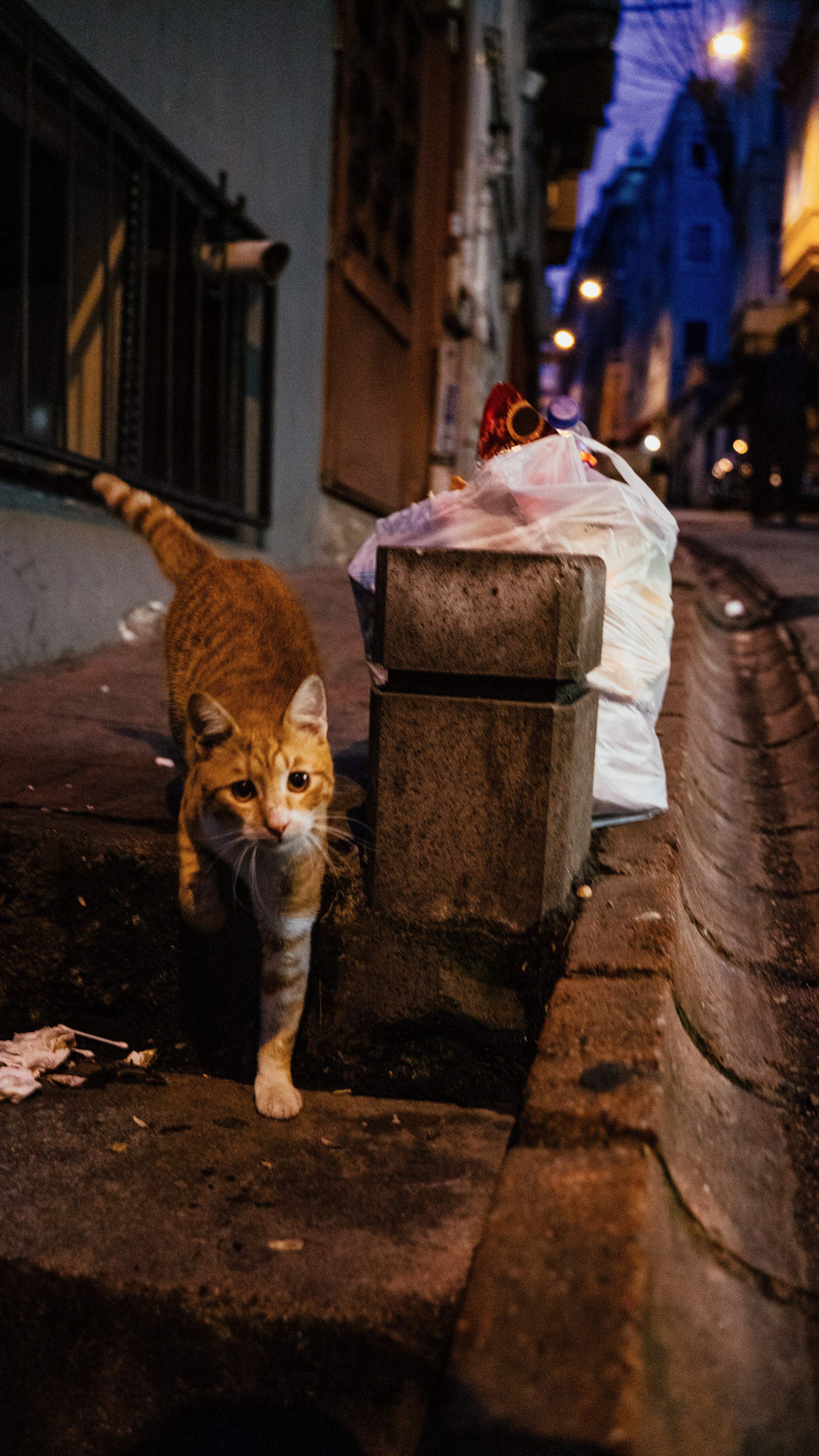 Кошки. Фотографии Дмитрия Захаренко