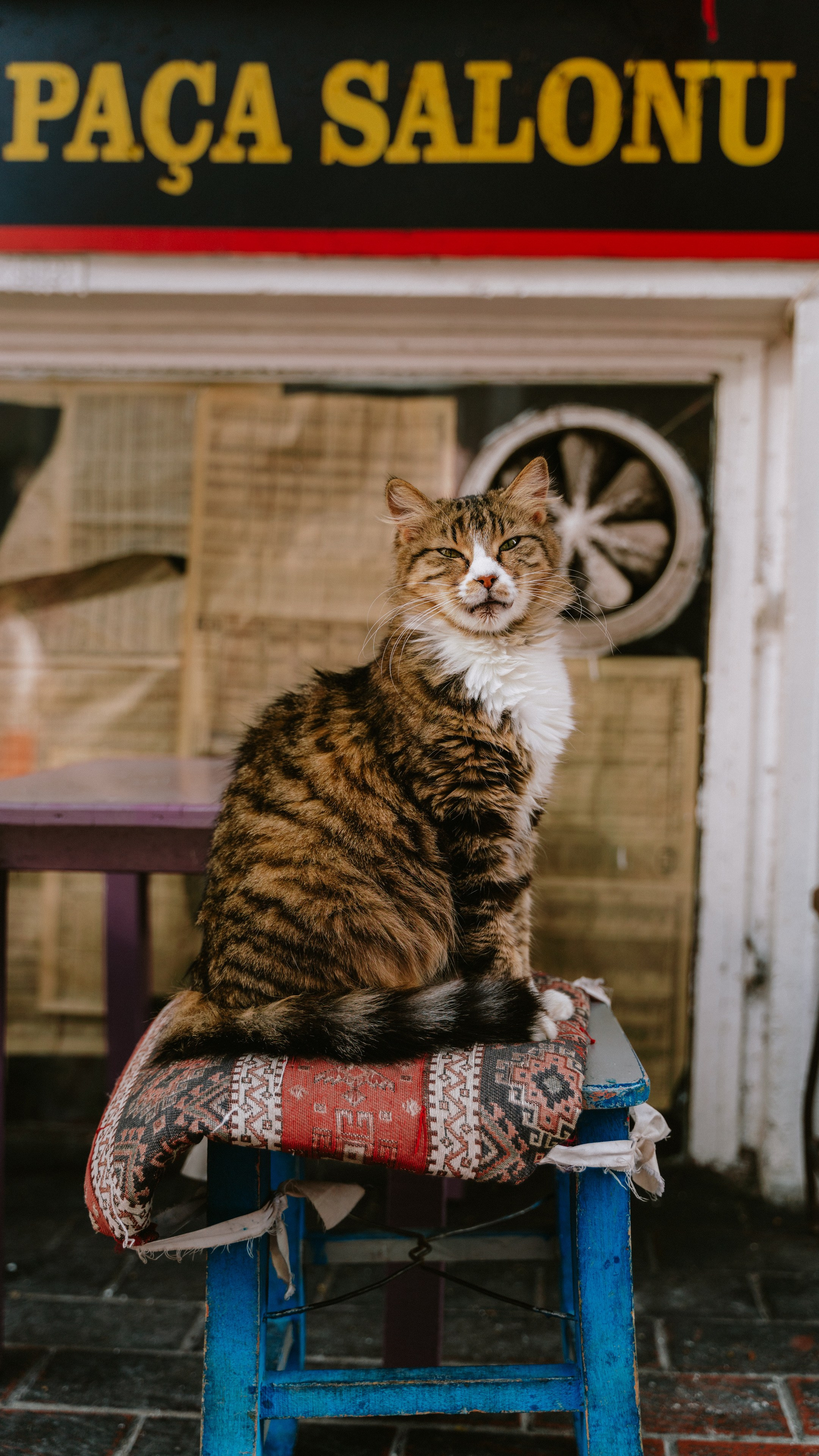 Кошки. Фотографии Дмитрия Захаренко