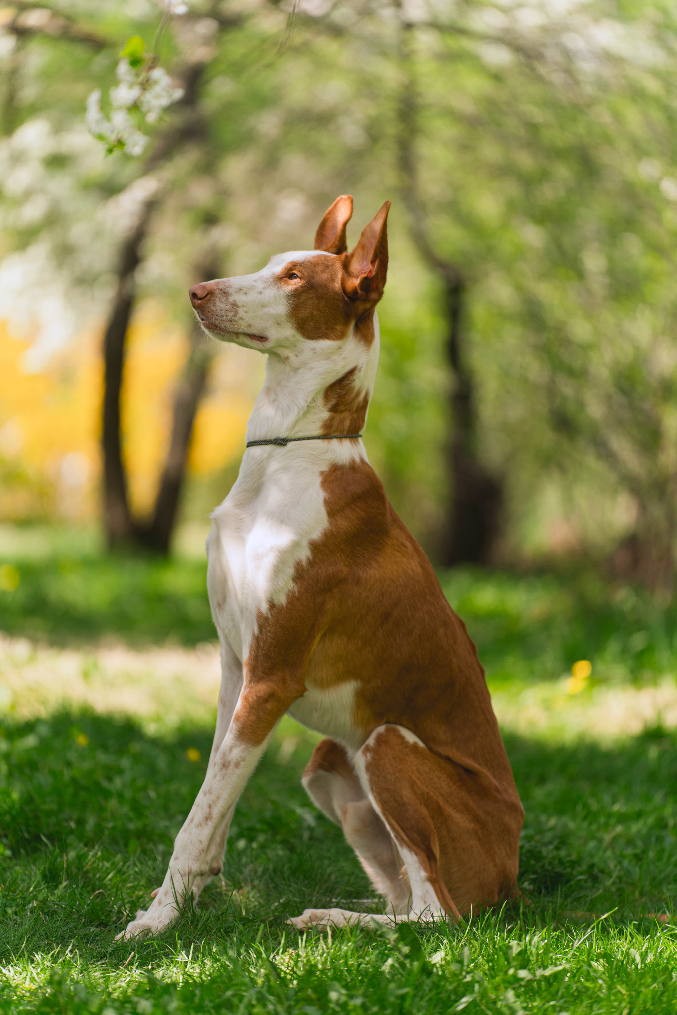 Выставки собак. Фотограф в Москве Ленарская Дарья