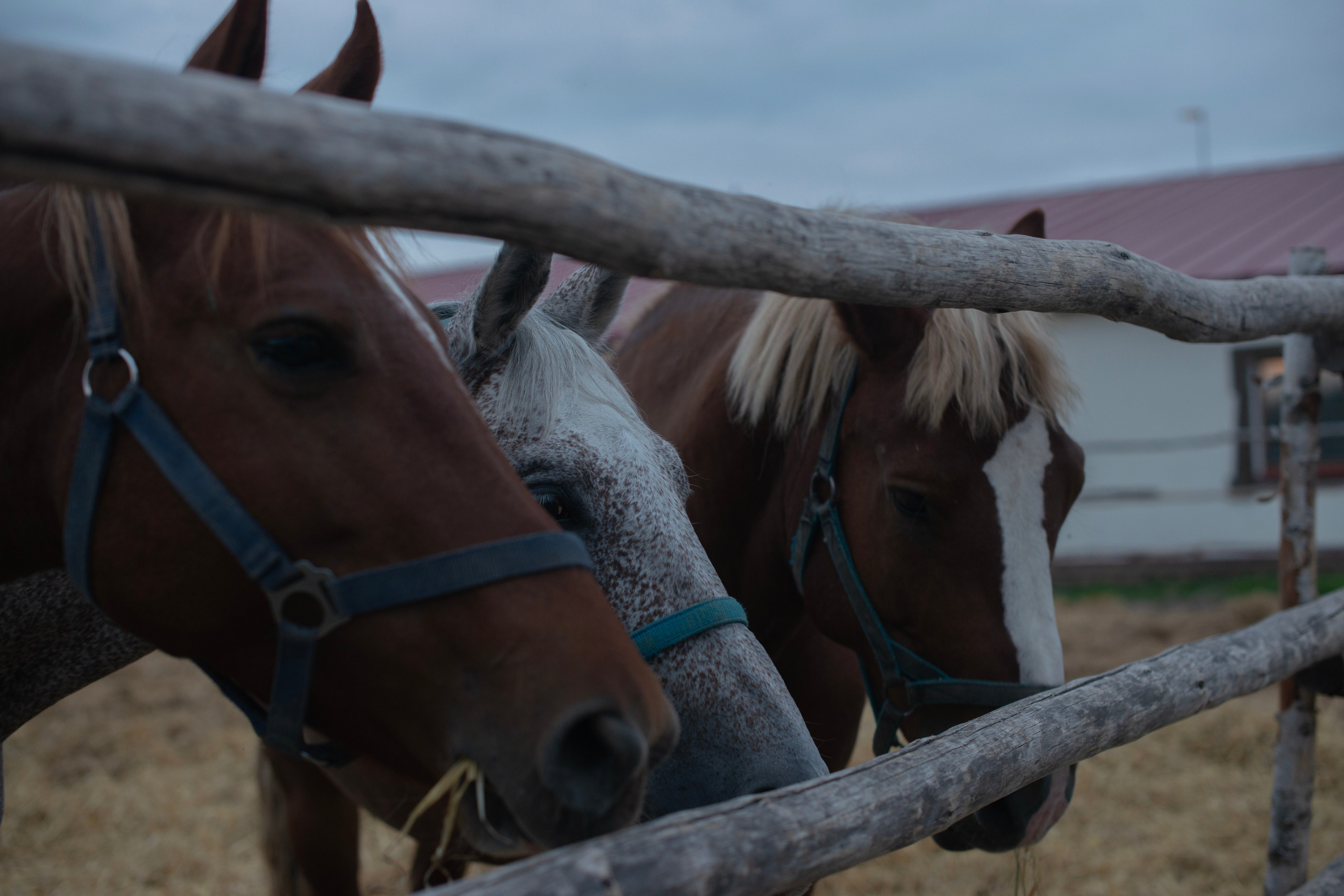 Сестры. Женский, детский и семейный фотограф