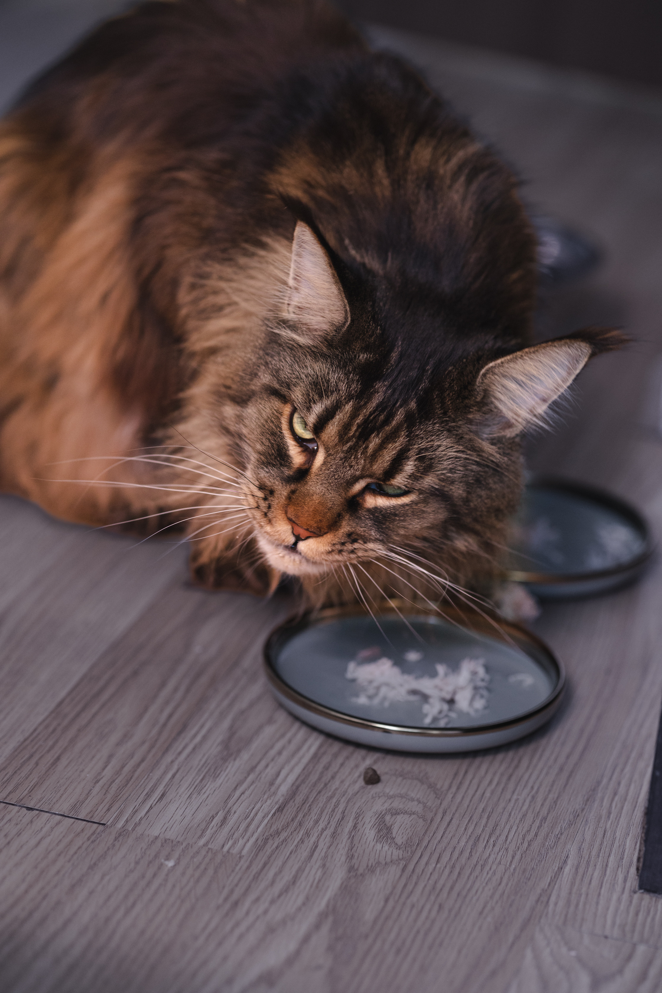 Котики. Фото-портфолио