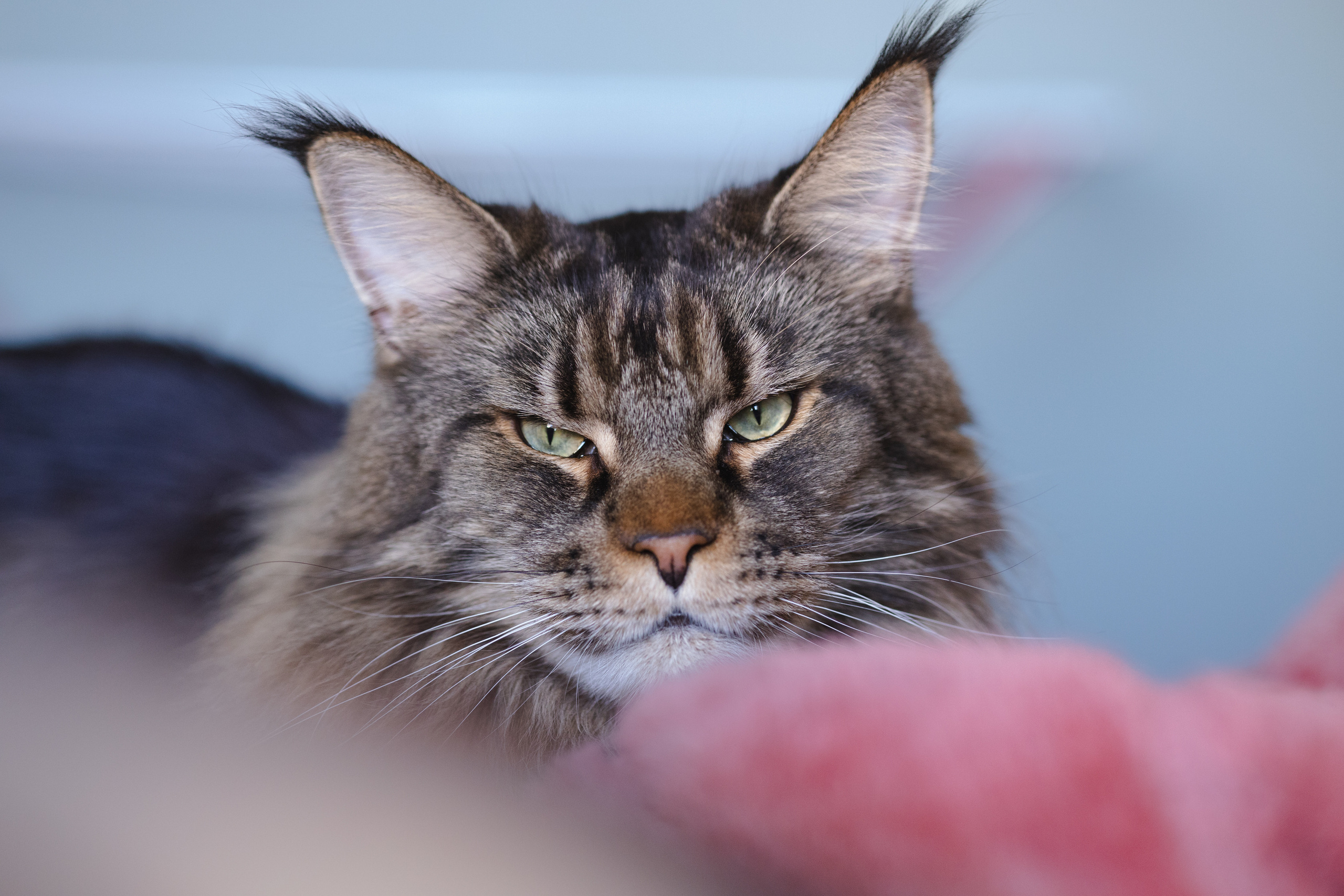 Котики. Фото-портфолио