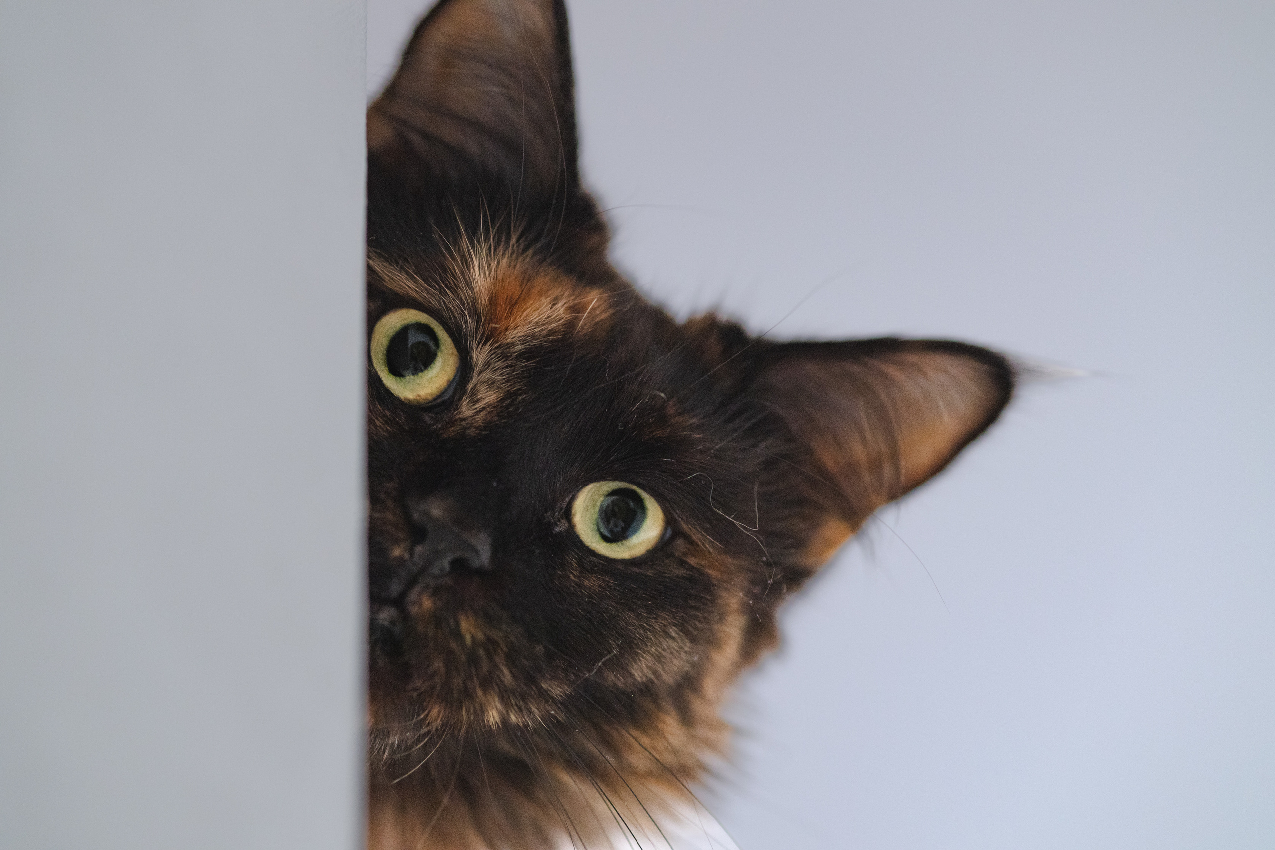 Котики. Фото-портфолио