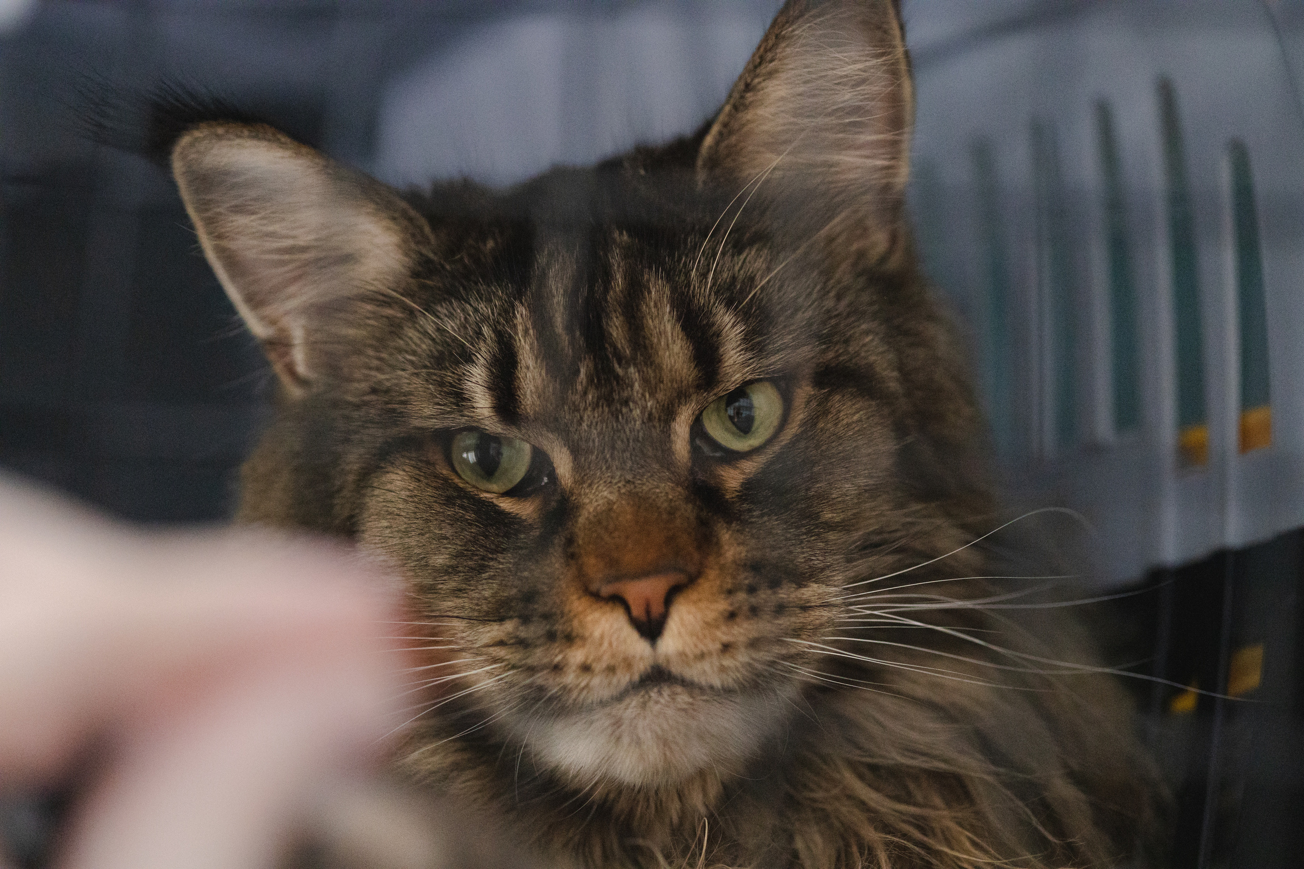 Котики. Фото-портфолио