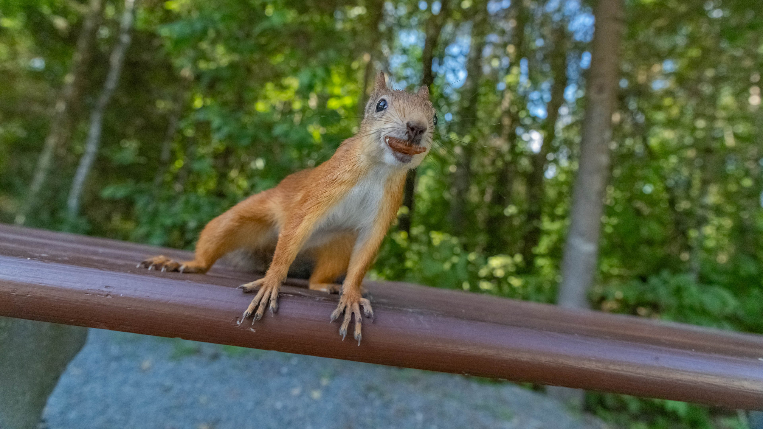 2025 07 Выборг — Сортавала — Великий Новгород — Псков. Фотографии