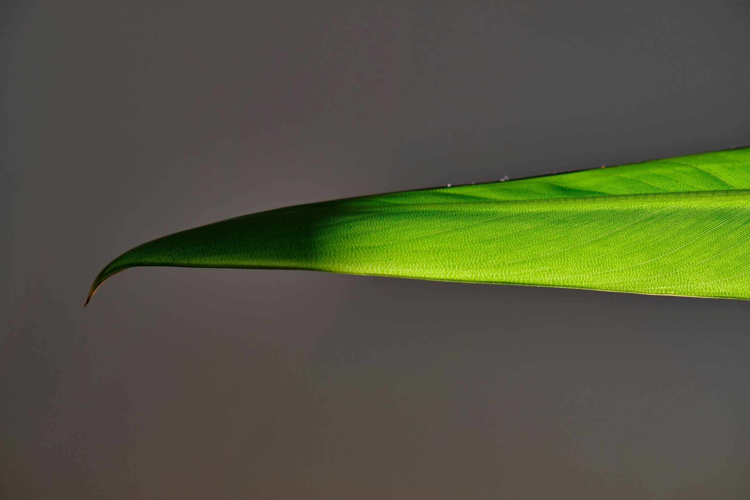 Фотограф Даниил Богомолов, Санкт-Петербург