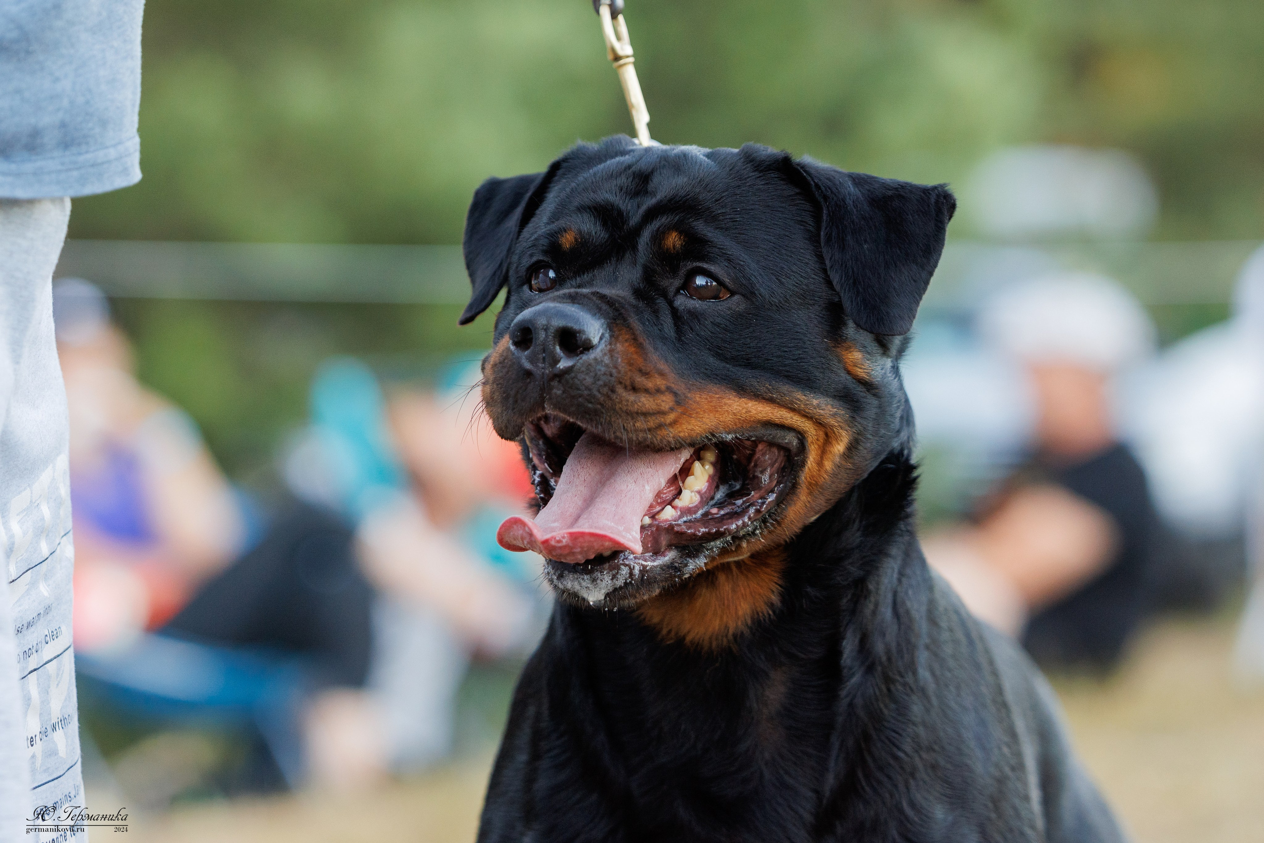 ПК и КЧК ротвейлеры Тверь 6-7.07.2024. Фотограф-анималист Юлия Германика