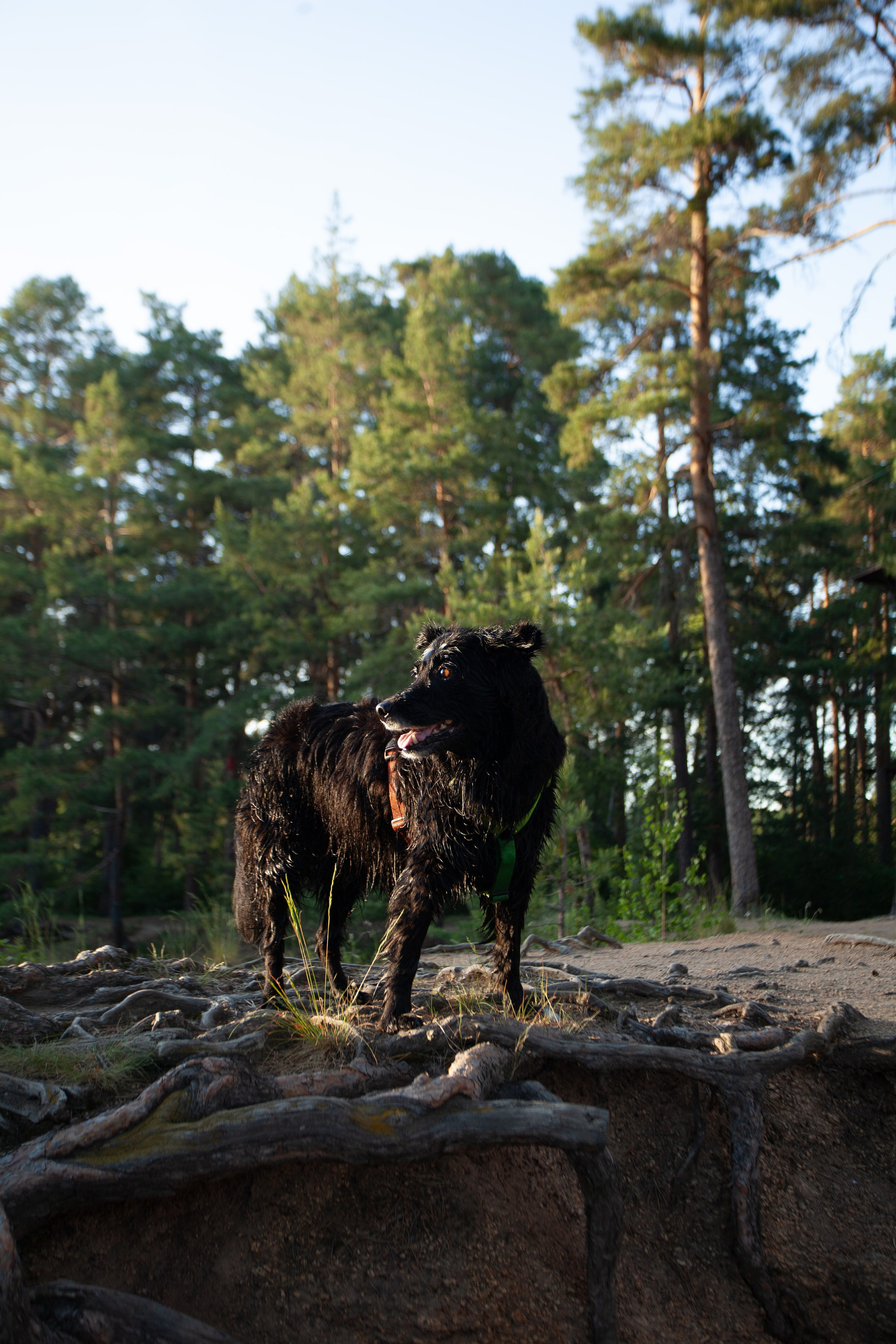 Ваши фотографии. Фотограф анималист Осипчикова Мария
